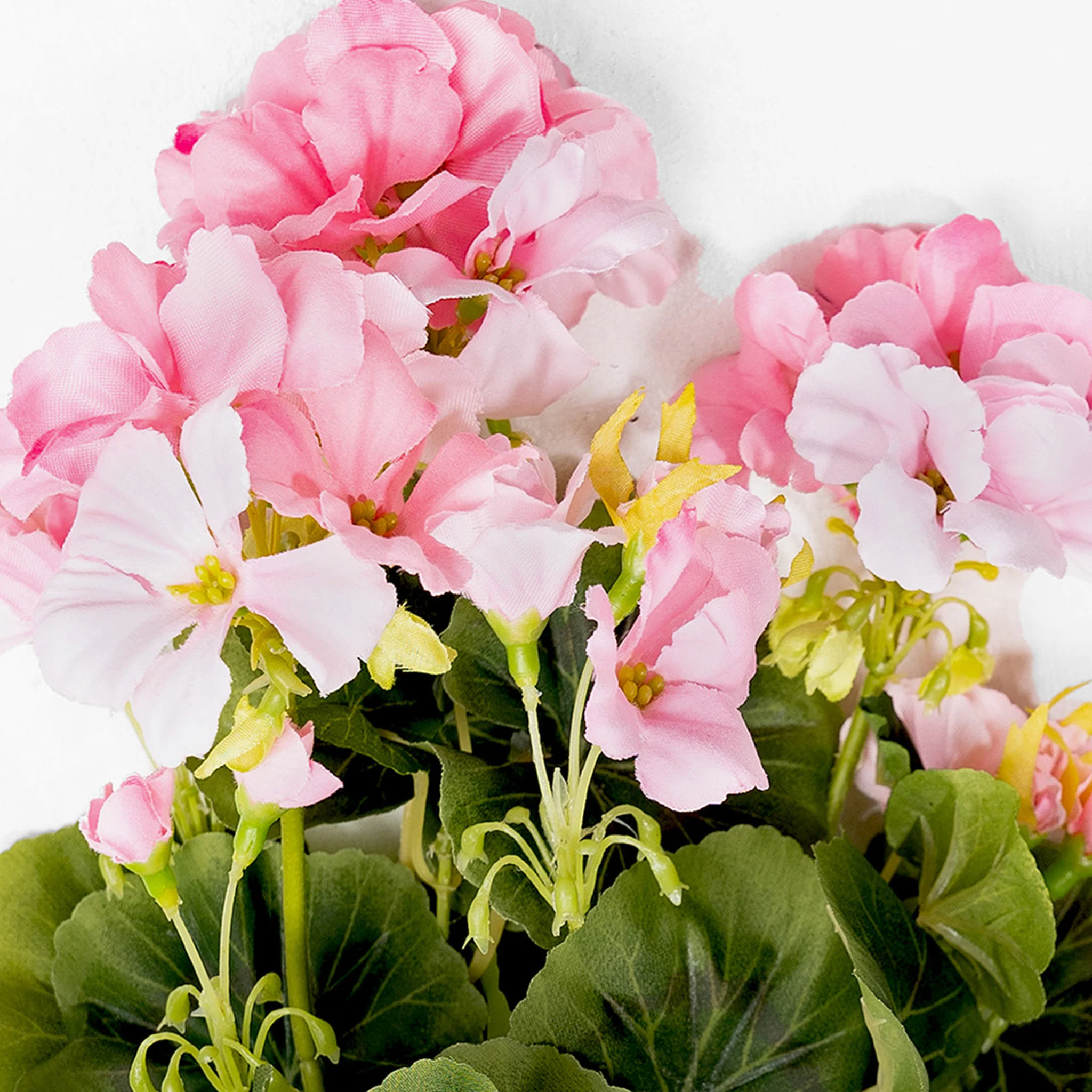 Geranium bush - Image 6