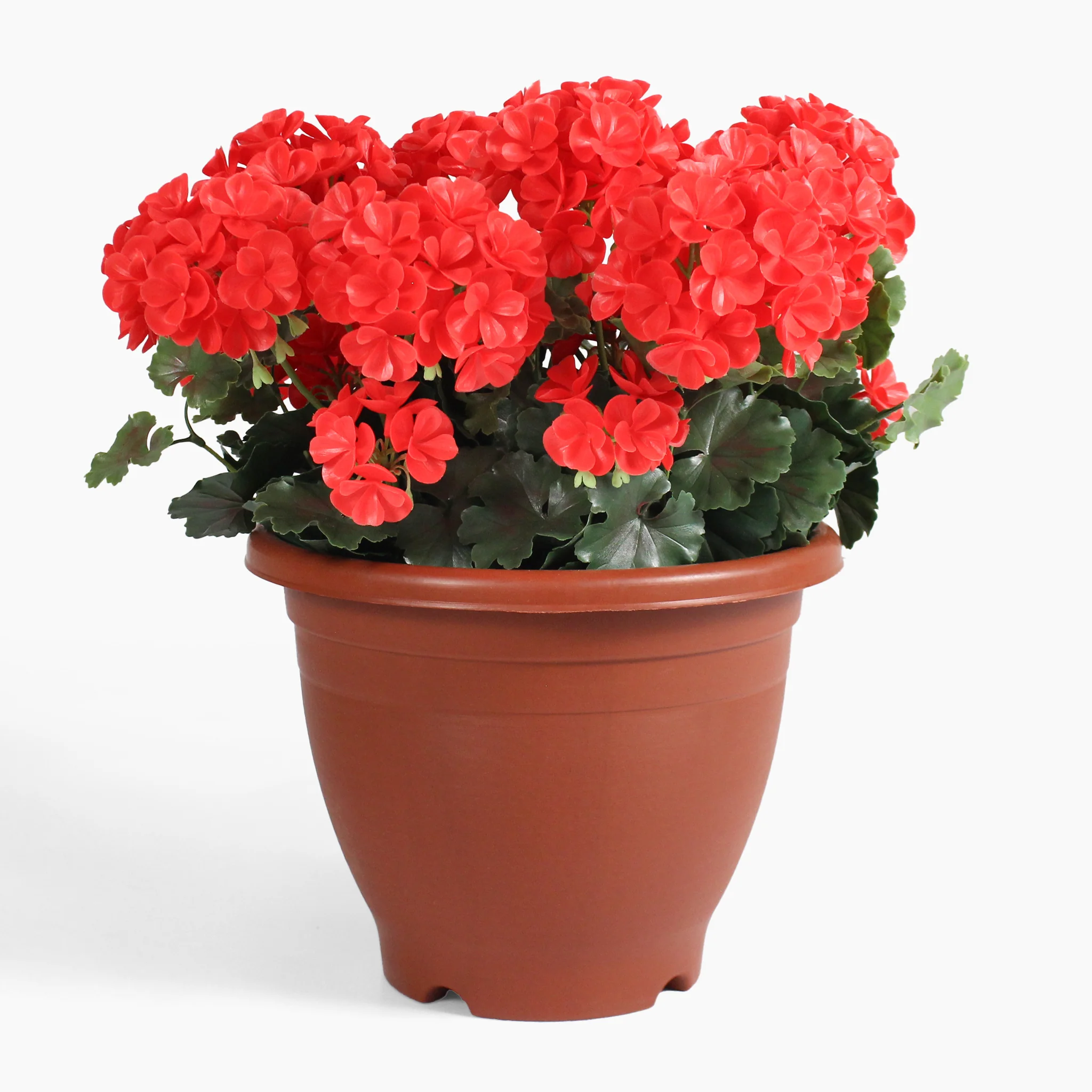 Geranium patio planter - Image 3