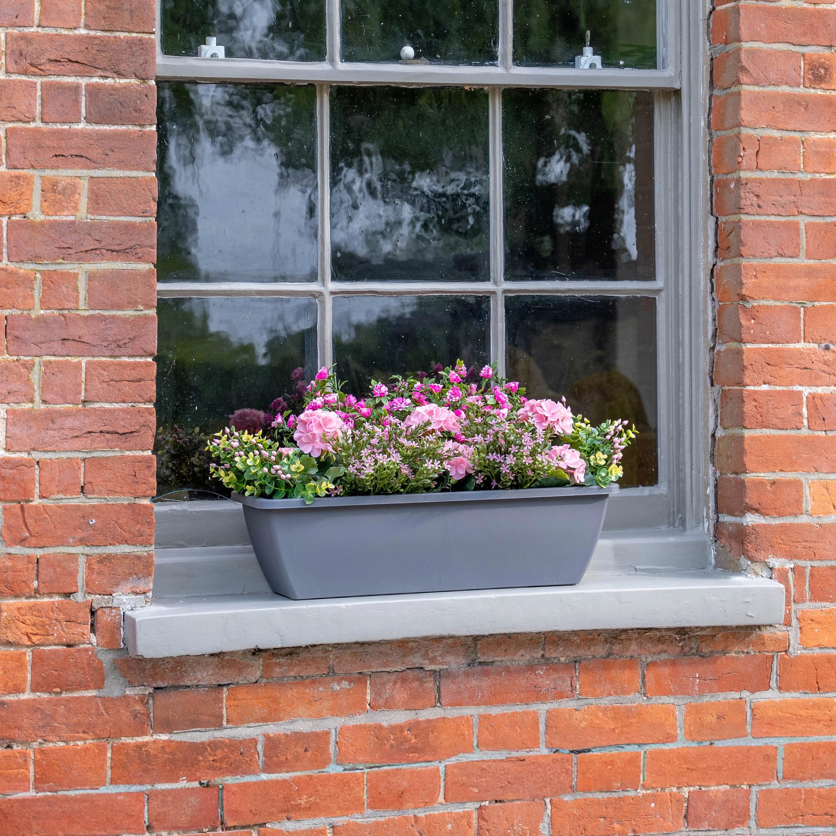 Geranium & starflower window box