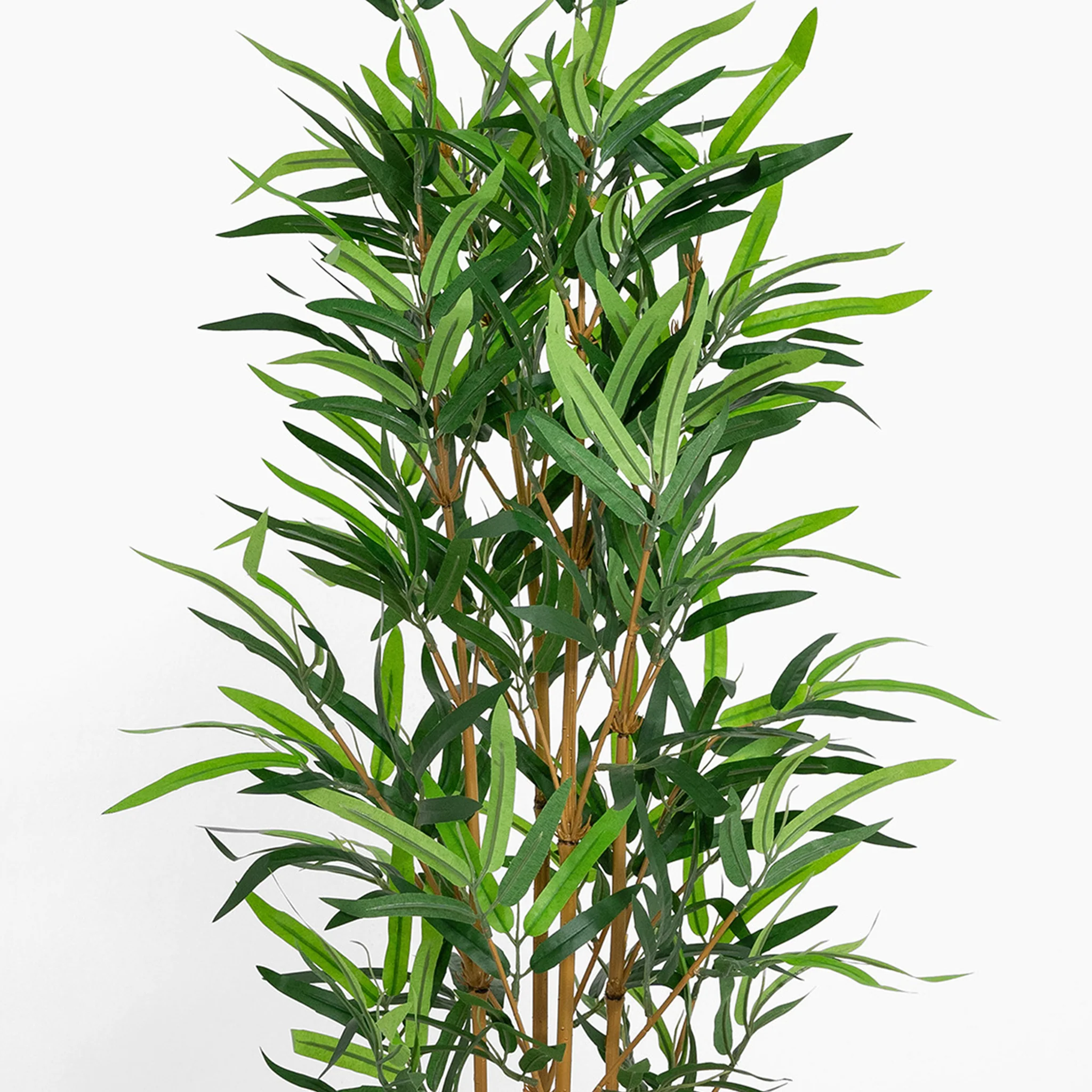 Golden bamboo plant - Image 3