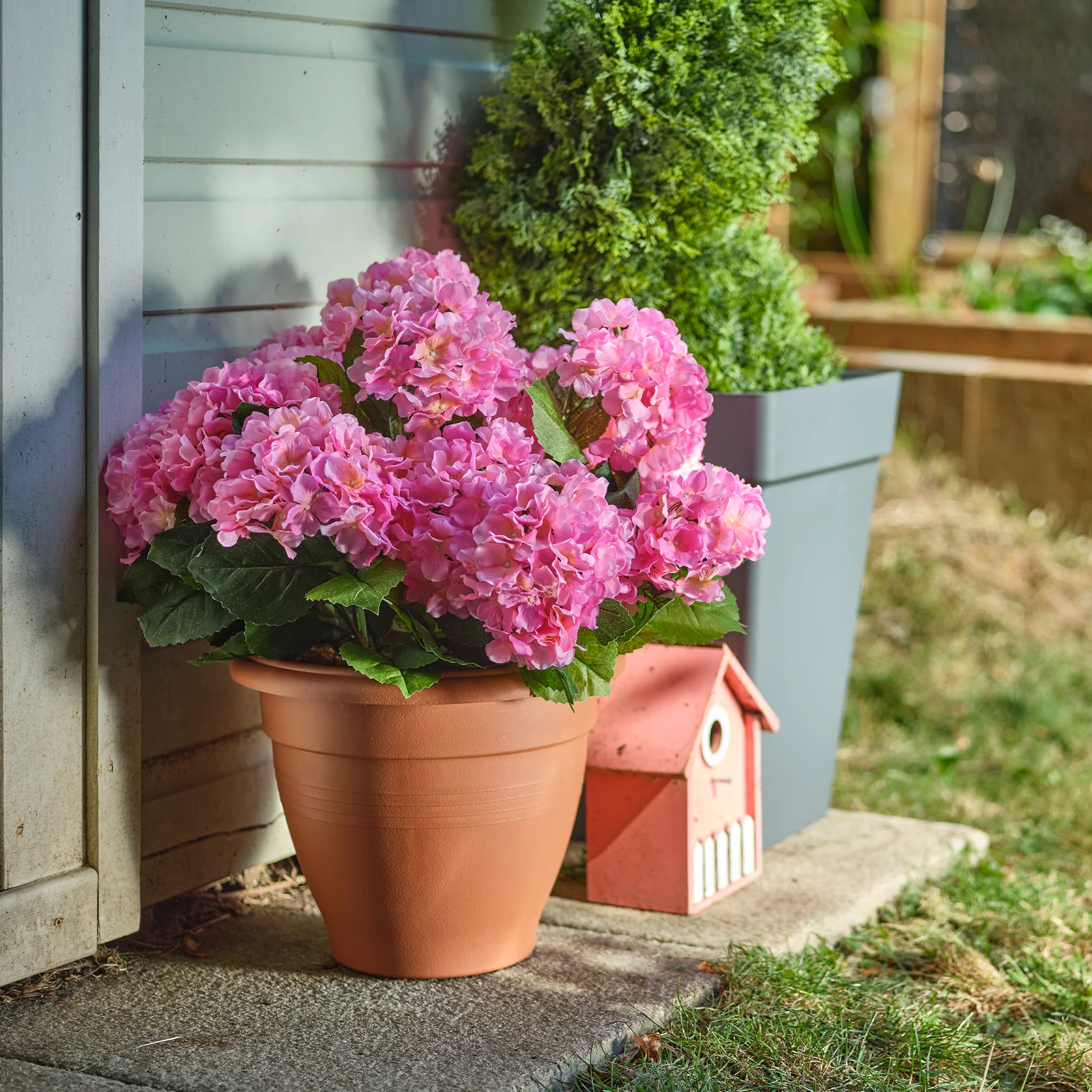 Hydrangea patio planter - Image 5