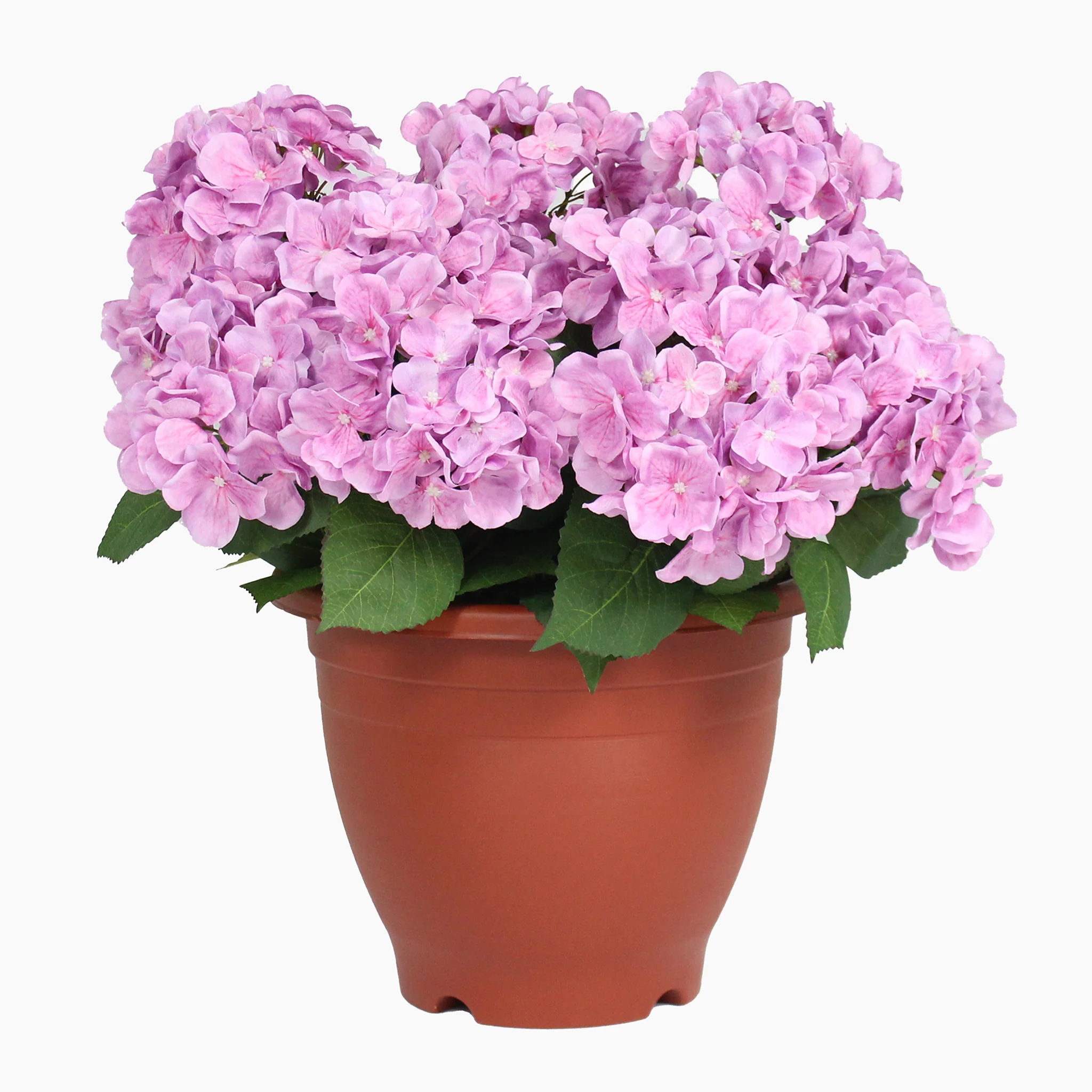 Hydrangea patio planter - Image 6