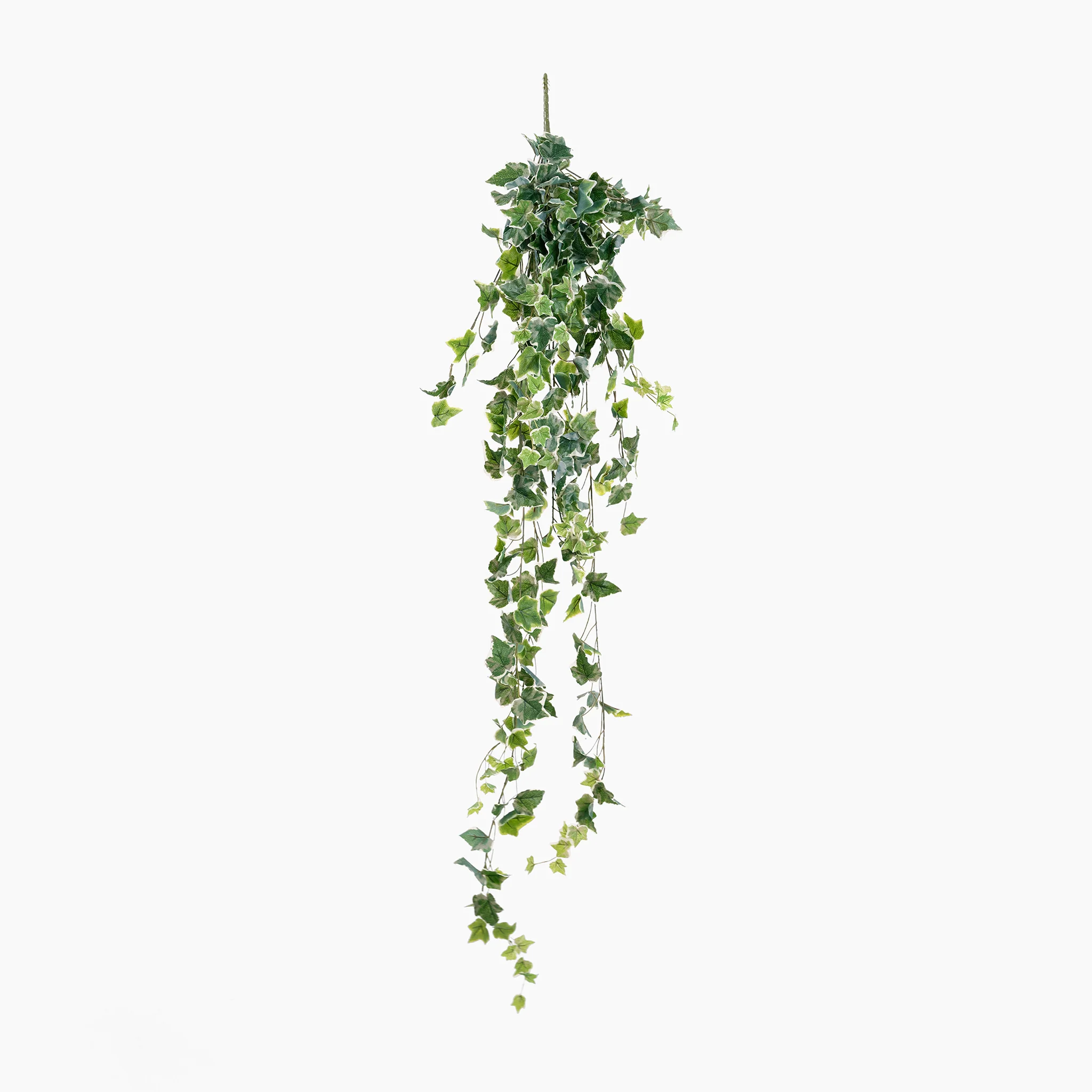 Ivy foliage bush - Image 3