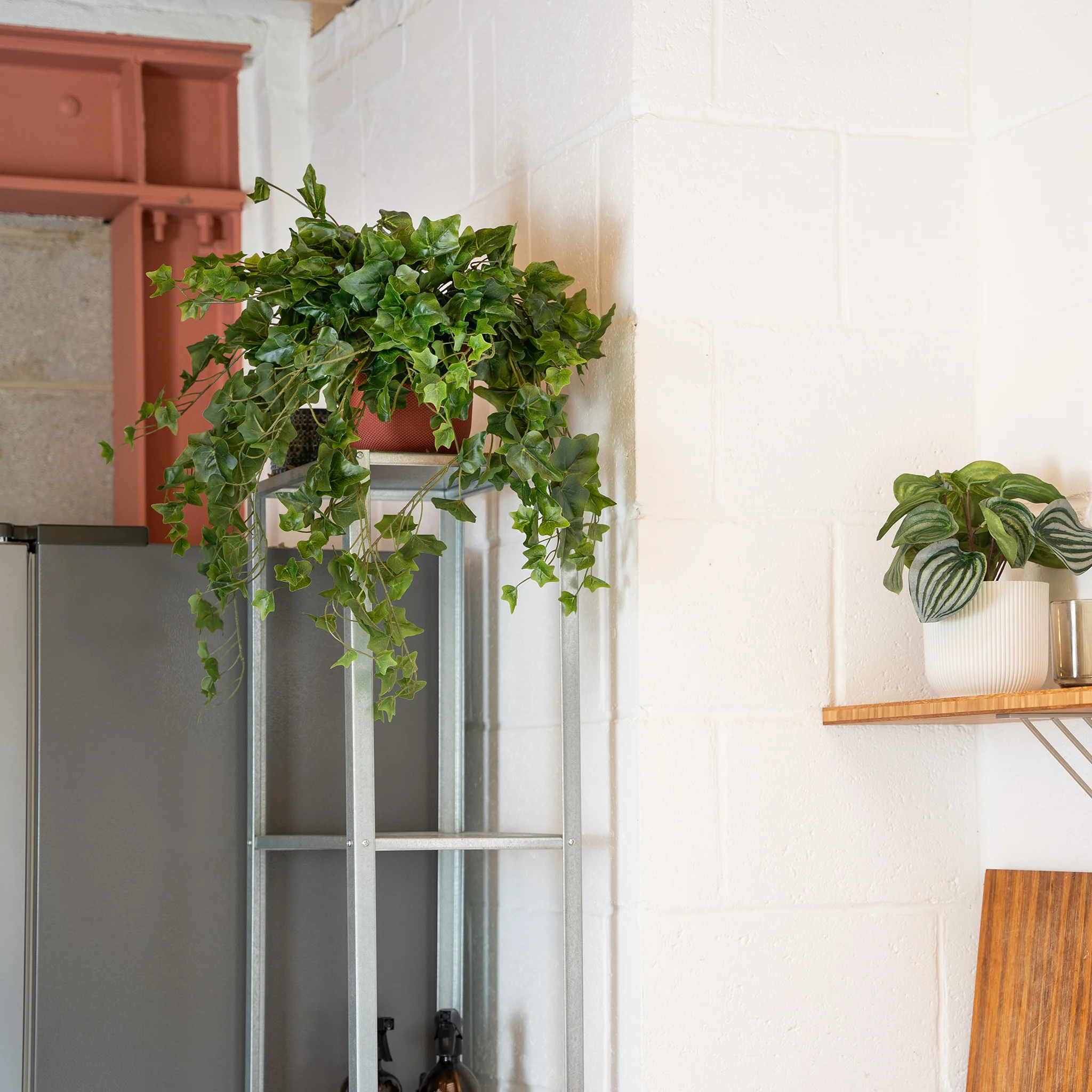 Ivy foliage bush - Image 4