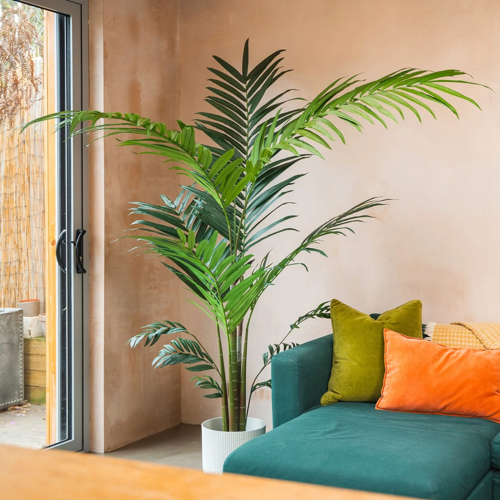 Kentia palm - Image 3