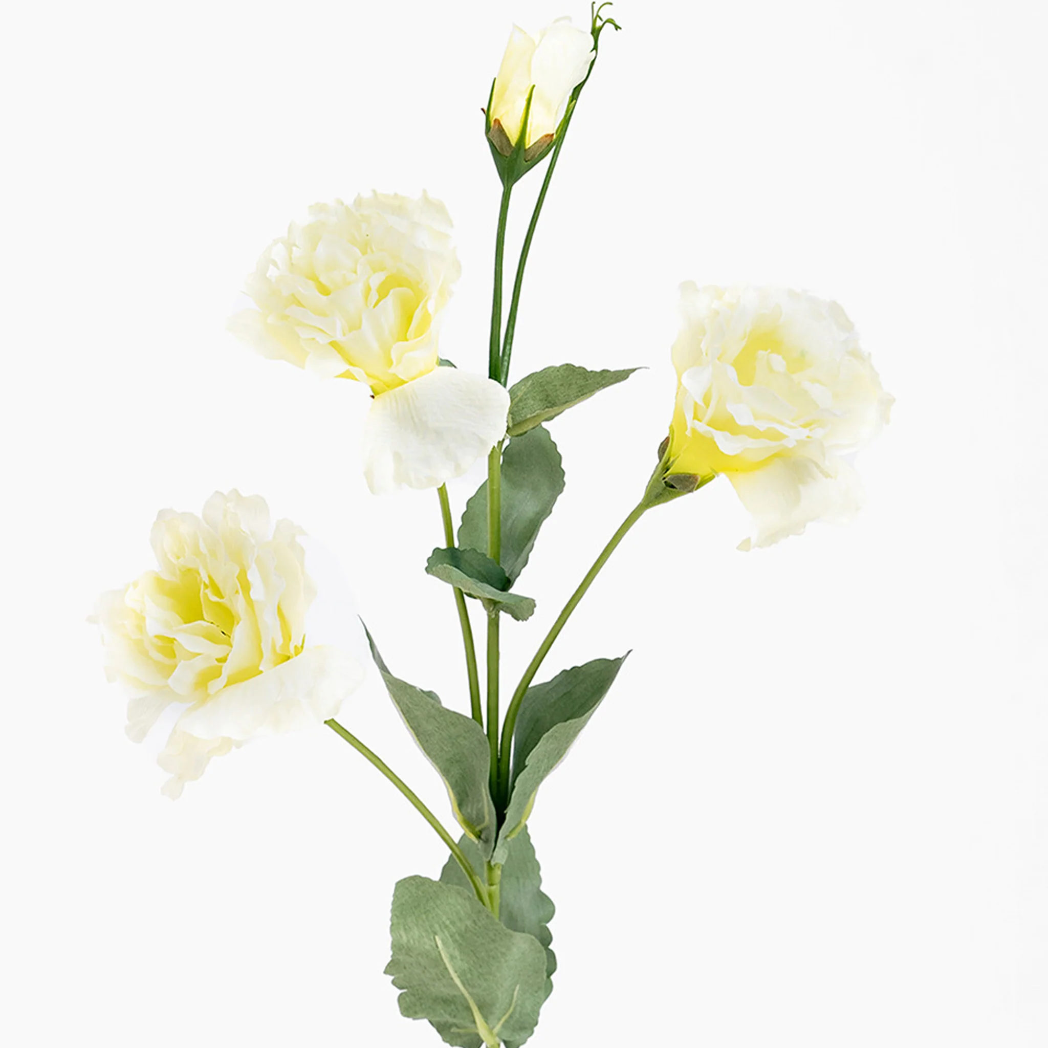 Lisianthus - Image 3
