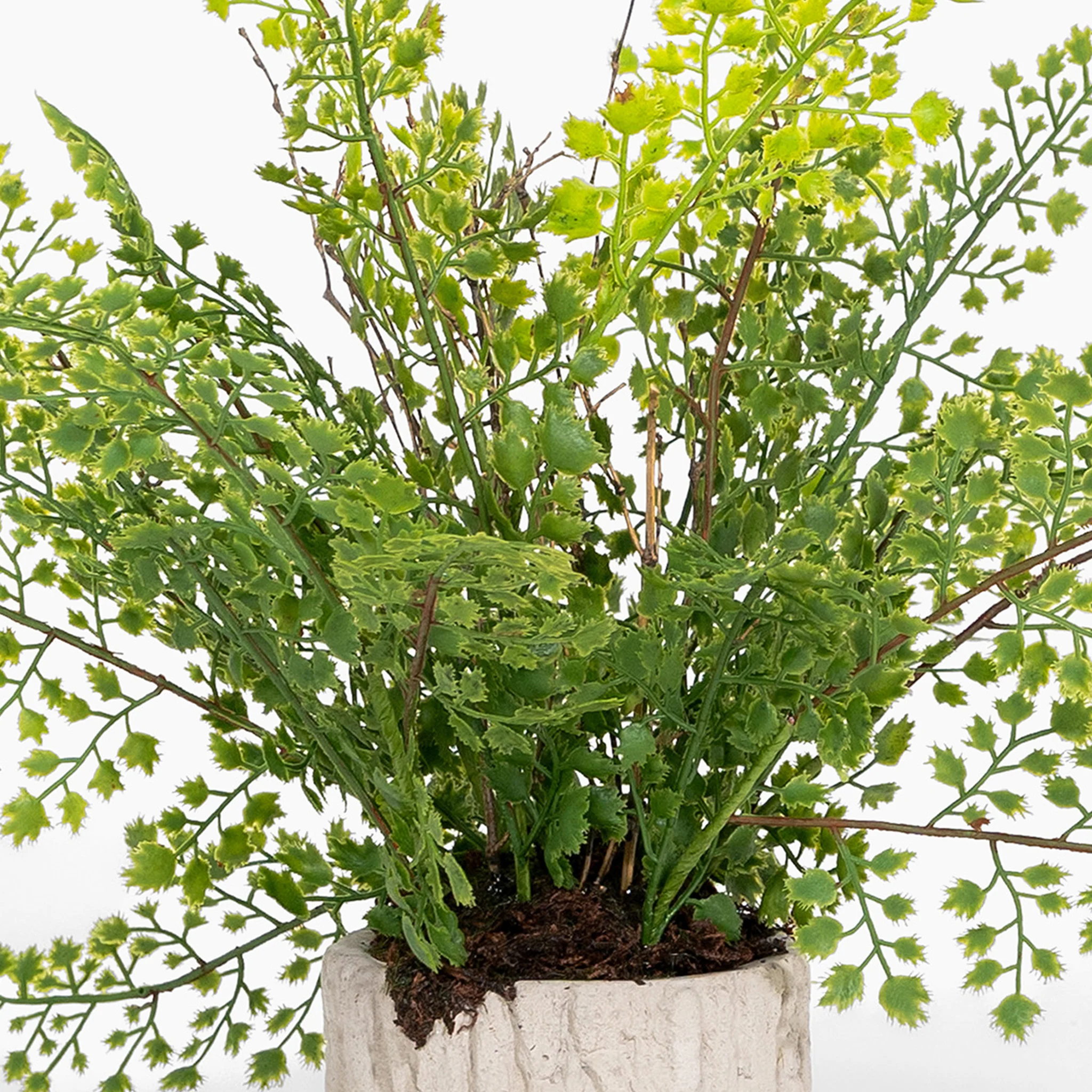 Maidenhair fern - Image 3