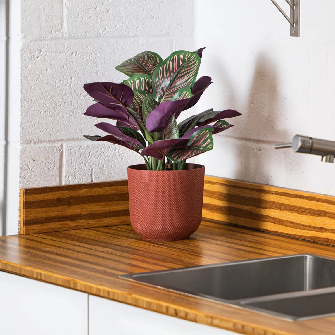 Medallion calathea - Image 3