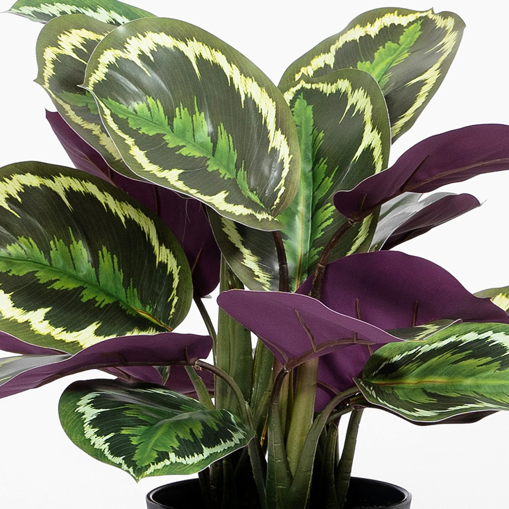 Medallion calathea - Image 5
