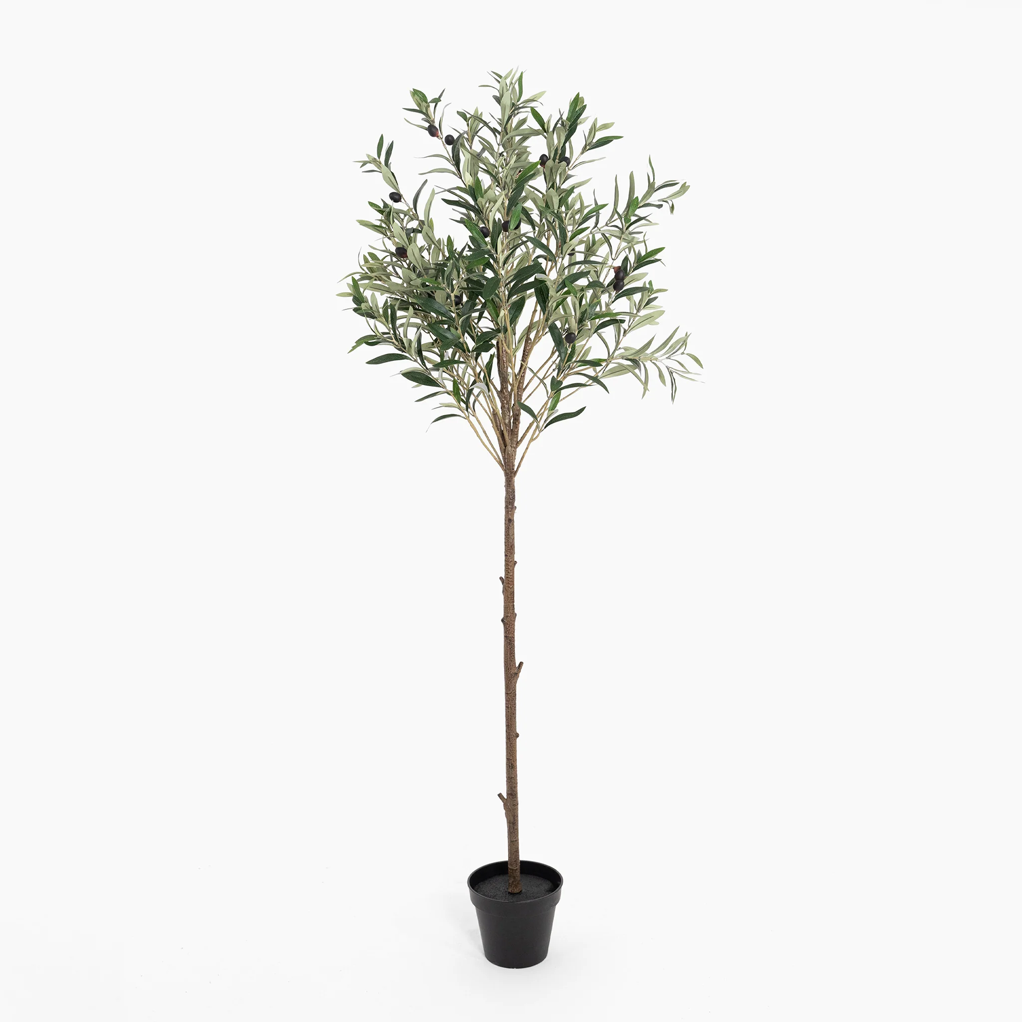 Mediterranean olive tree - Image 4