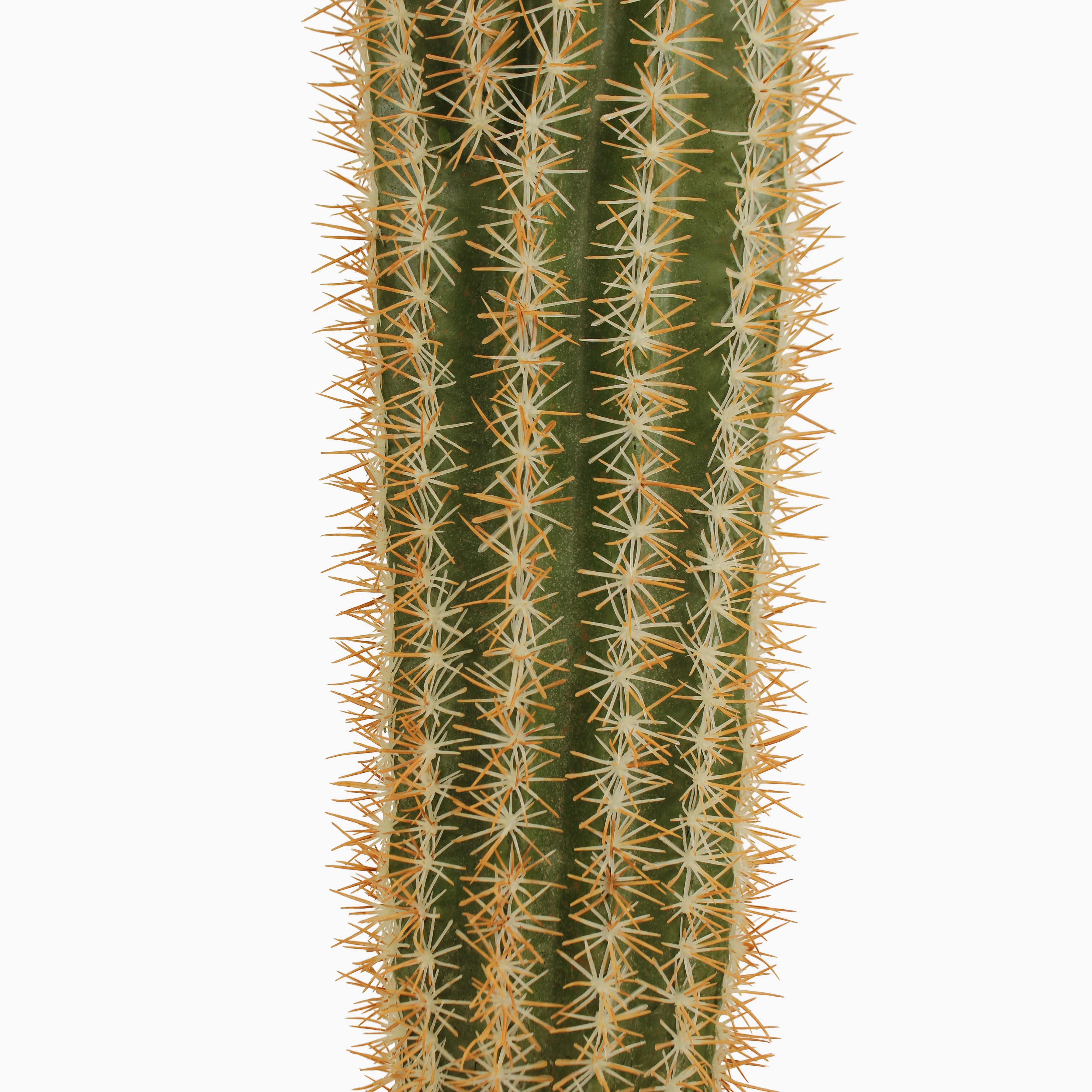 Mexican giant cactus - Image 5