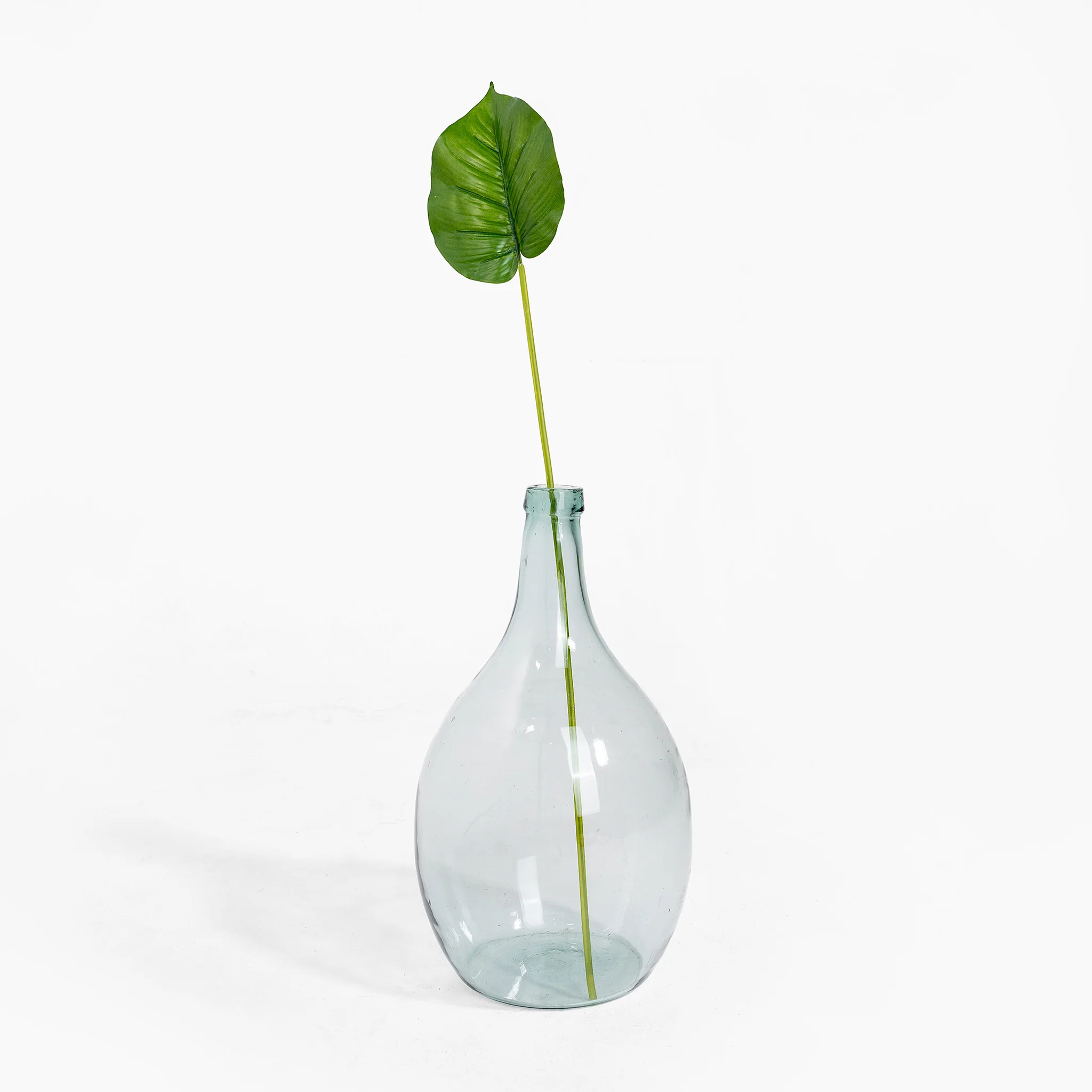 Pothos leaf stem