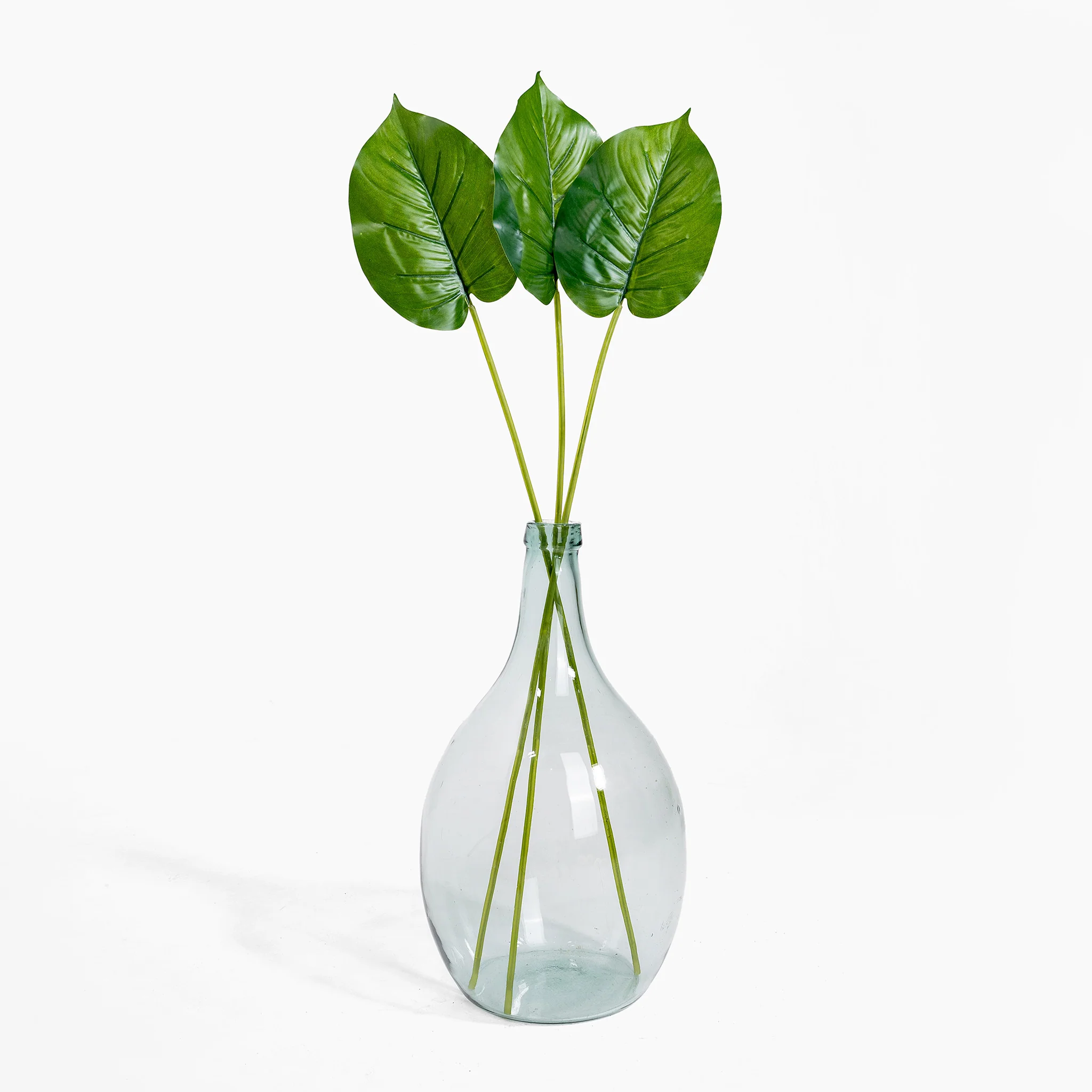 Pothos leaf stem - Image 2