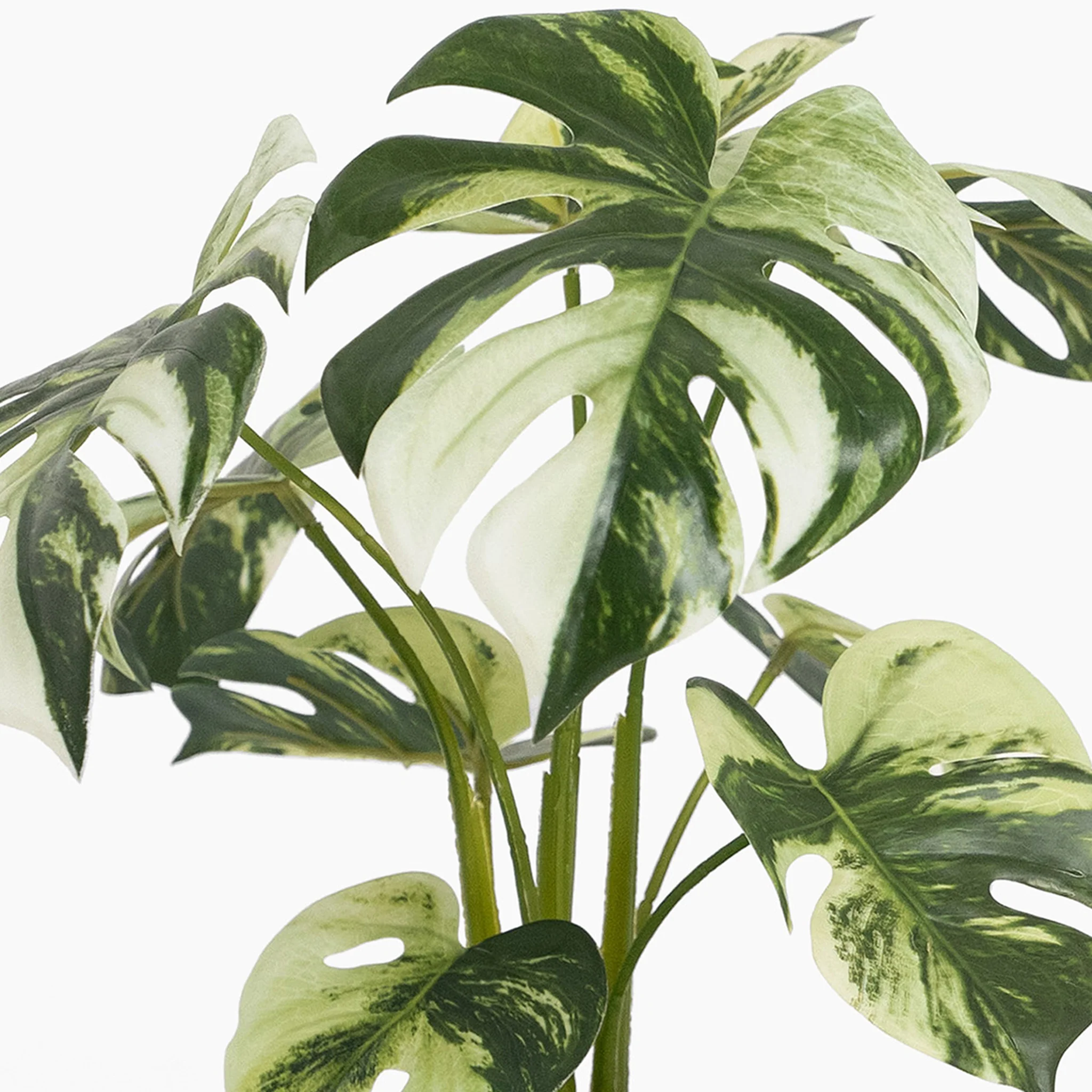 Monstera albo - Image 3