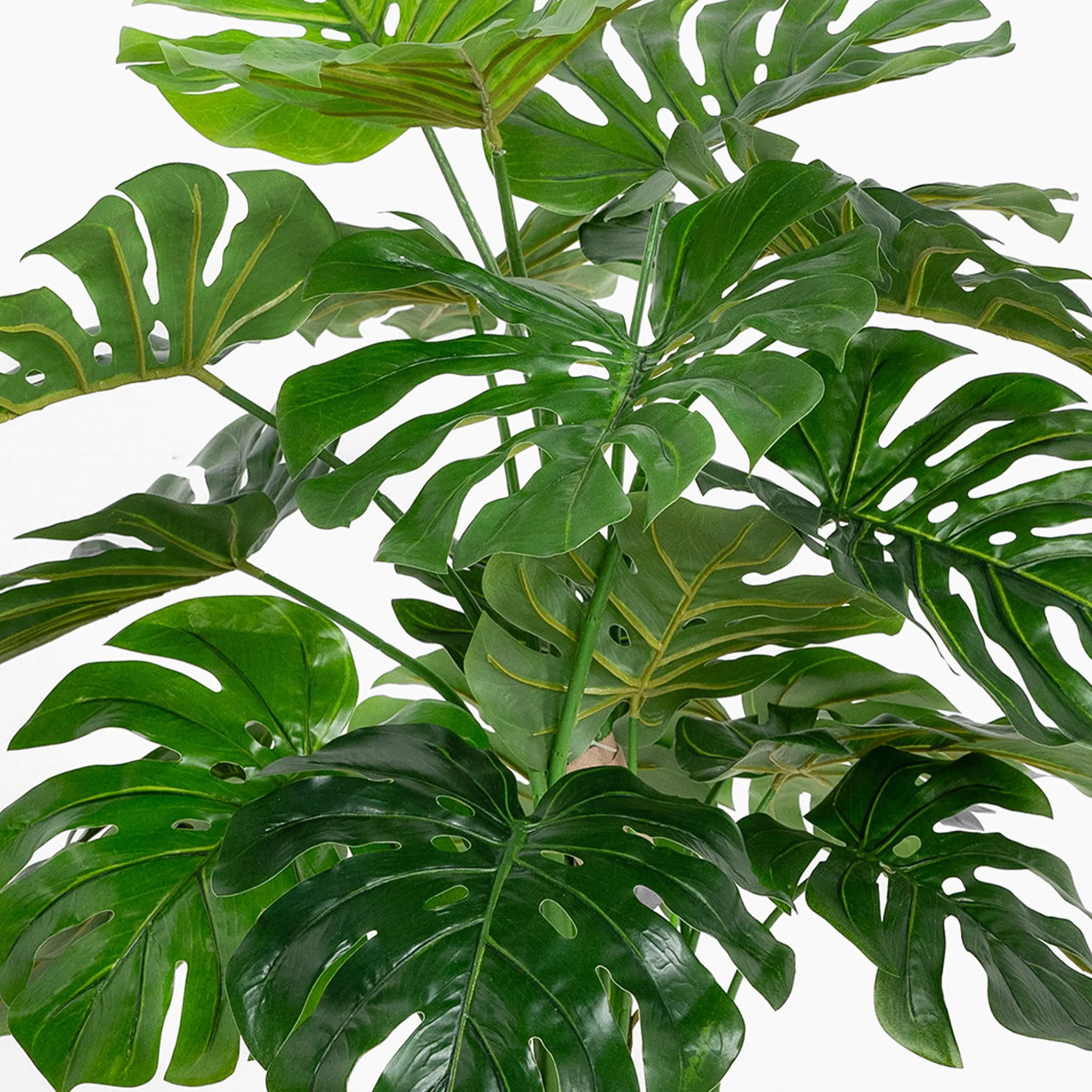 Monstera deliciosa - Image 3