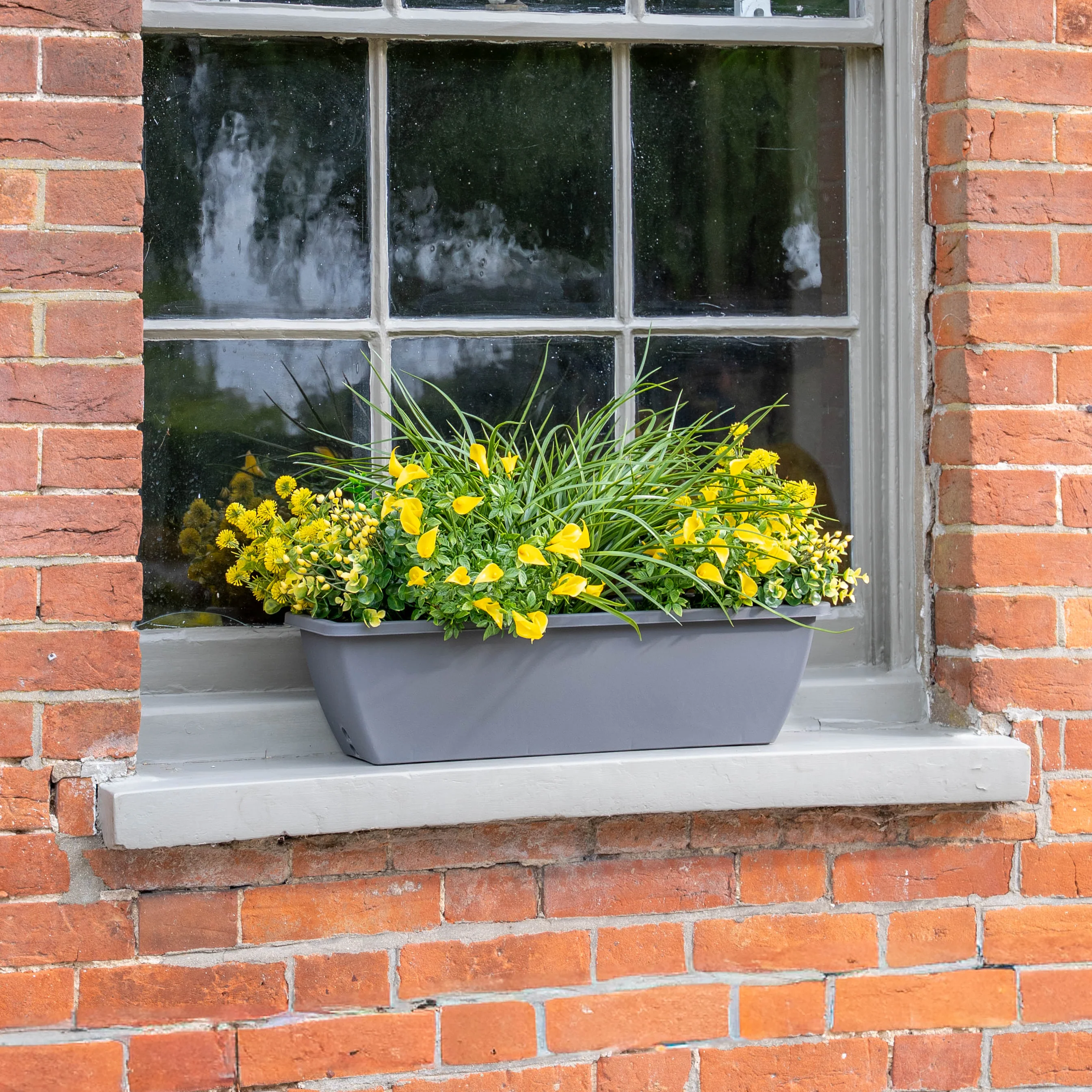 Morning sunshine window box