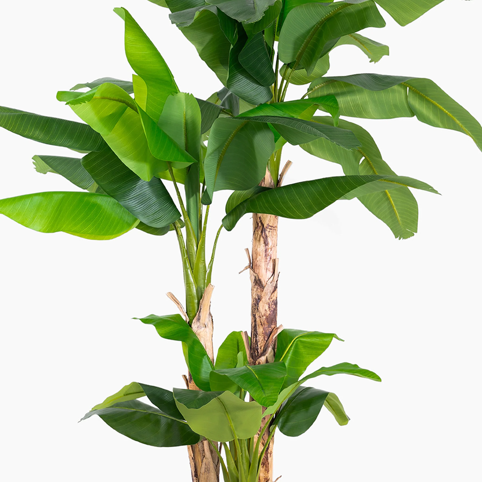Musa basjoo tree - Image 5