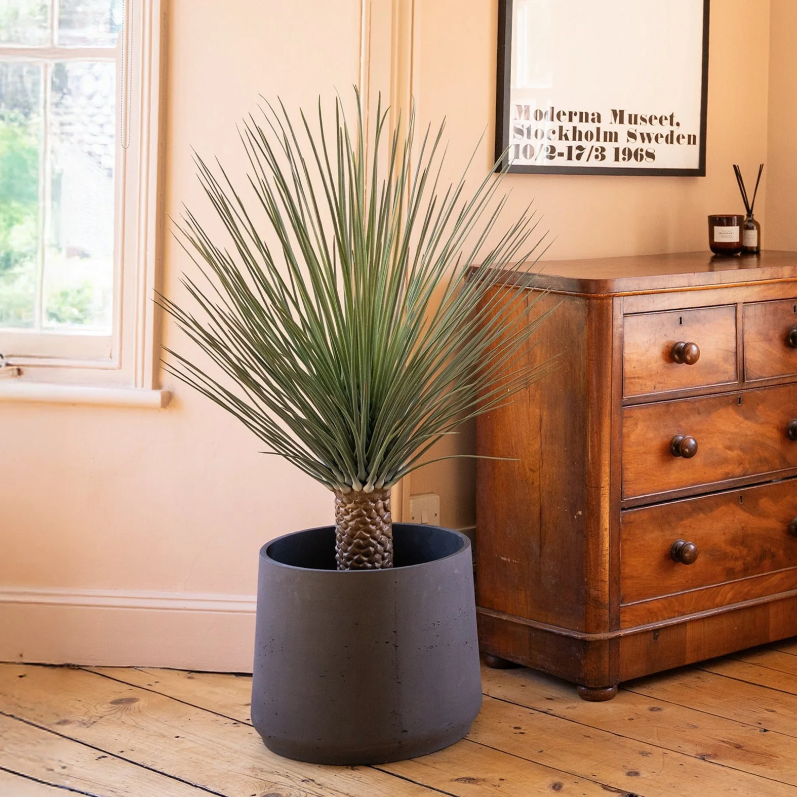 Nolina exotic plant