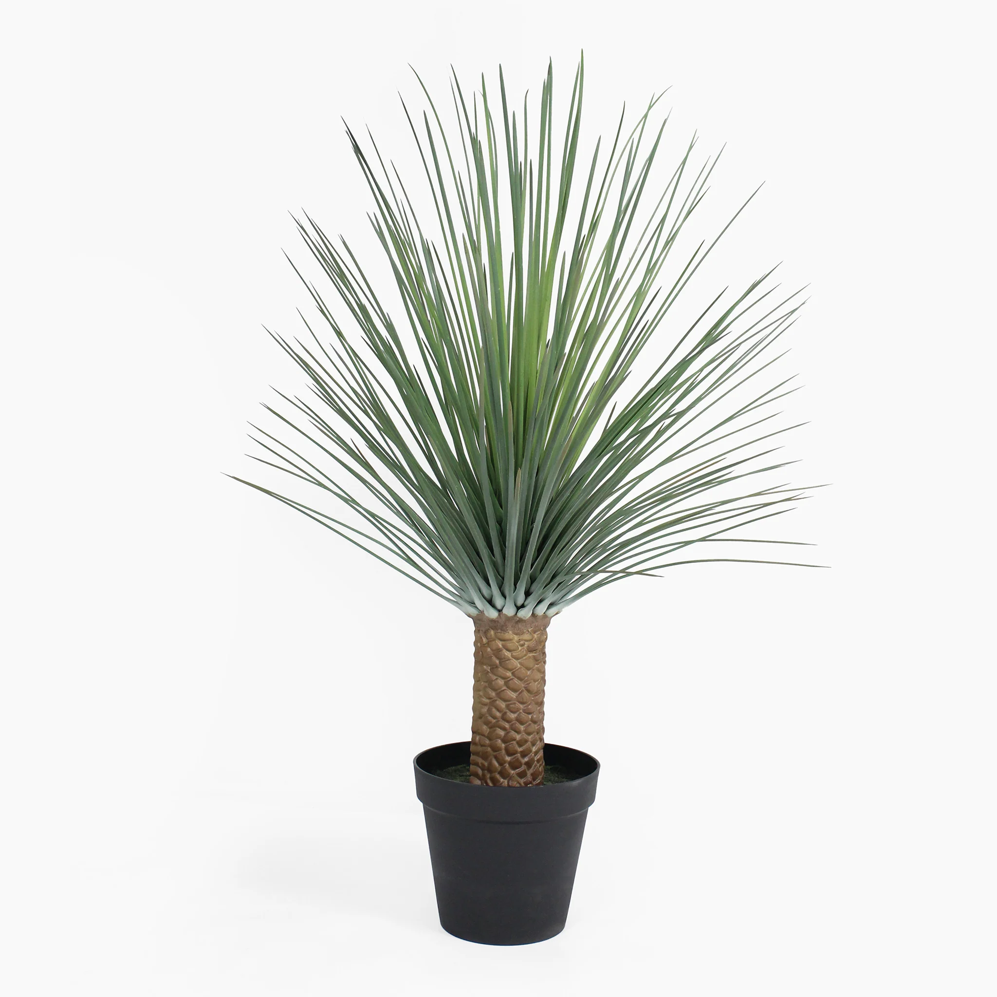 Nolina exotic plant - Image 2