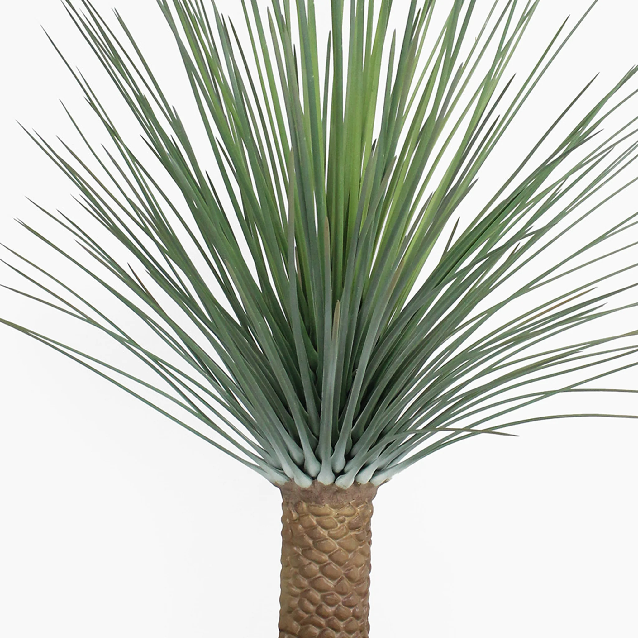 Nolina exotic plant - Image 3