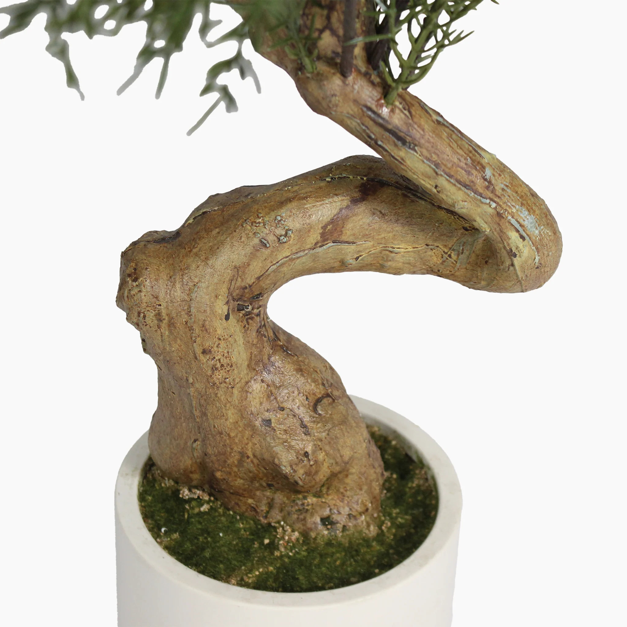 Norfolk pine bonsai - Image 3