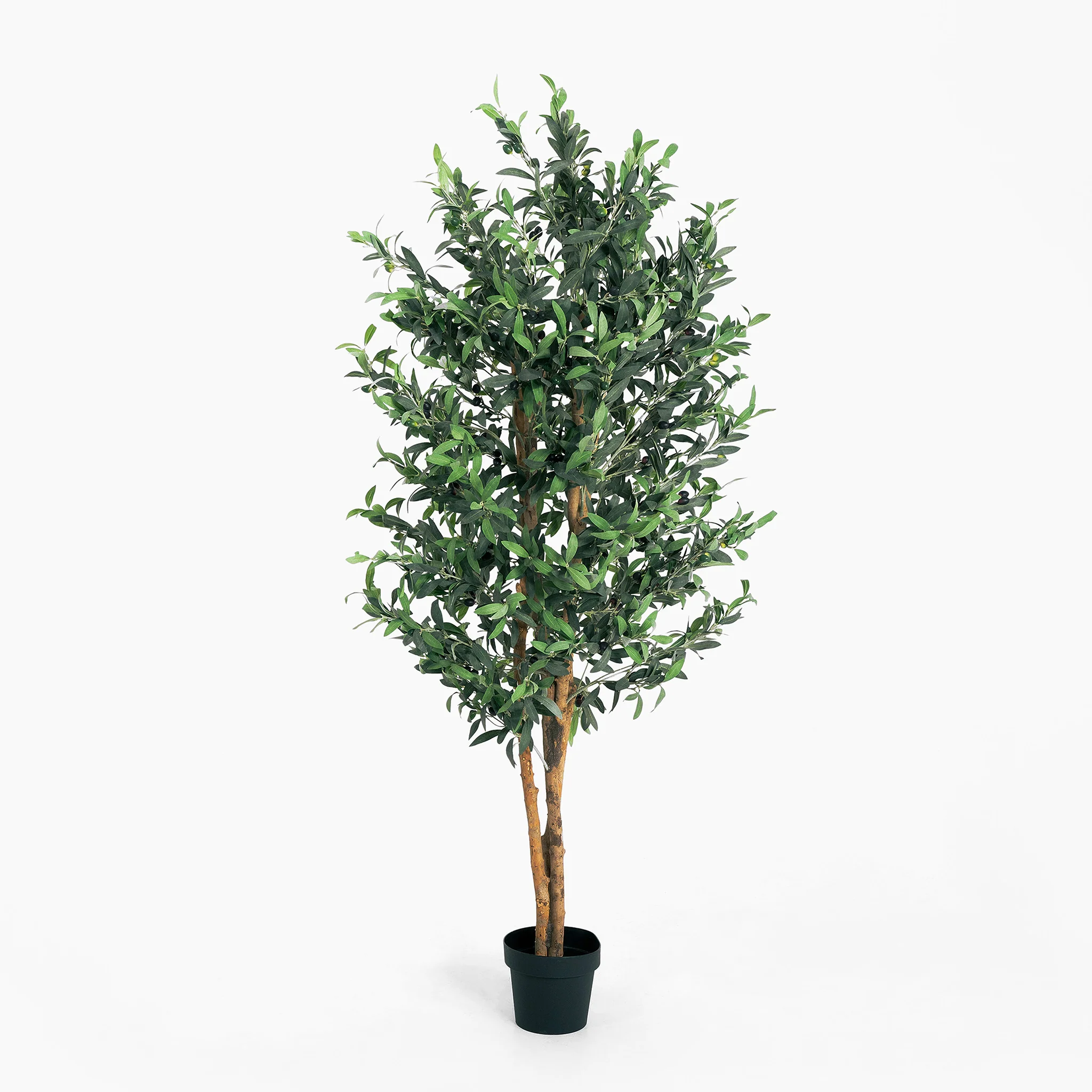 Olive tree - Image 3
