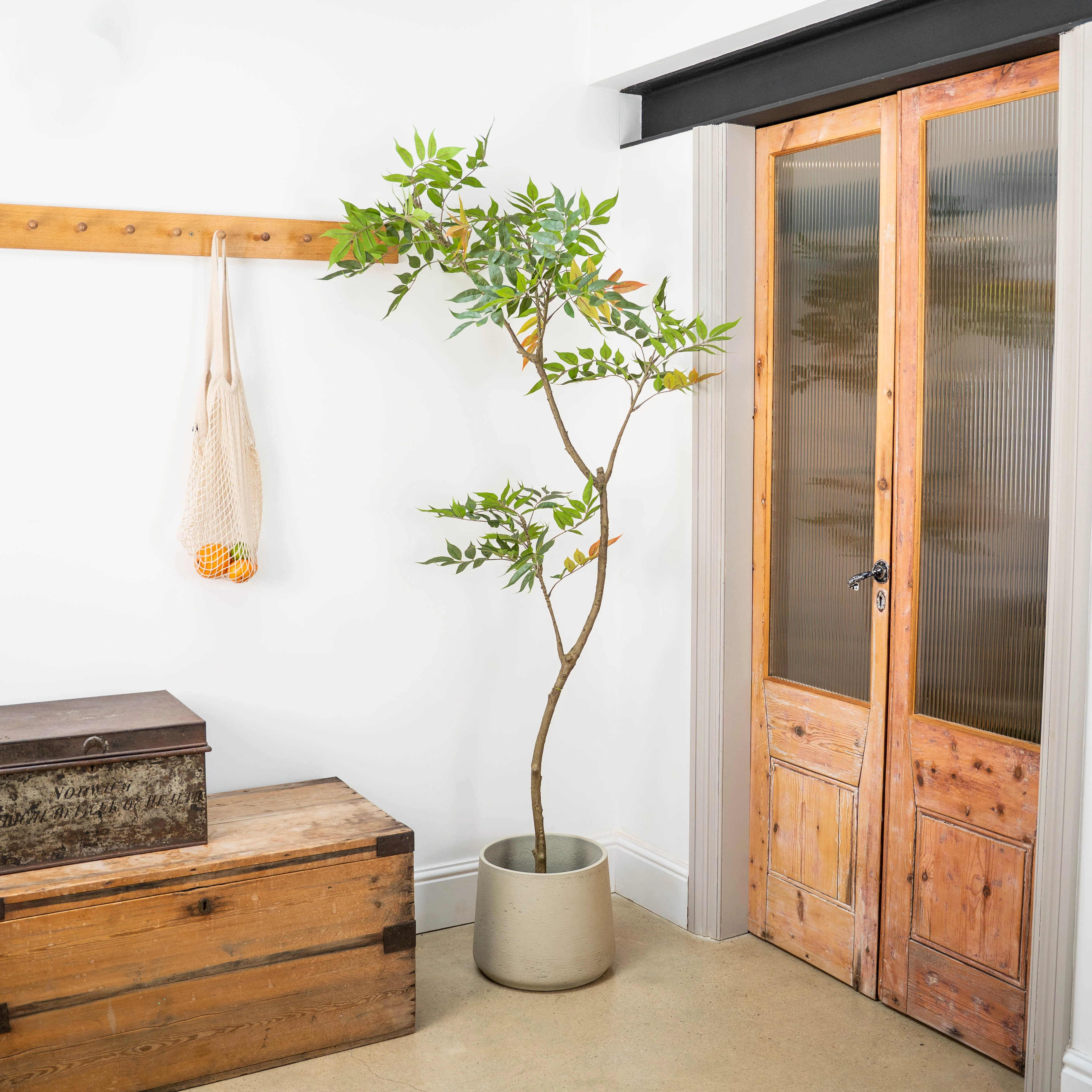 Oriental lacquer tree