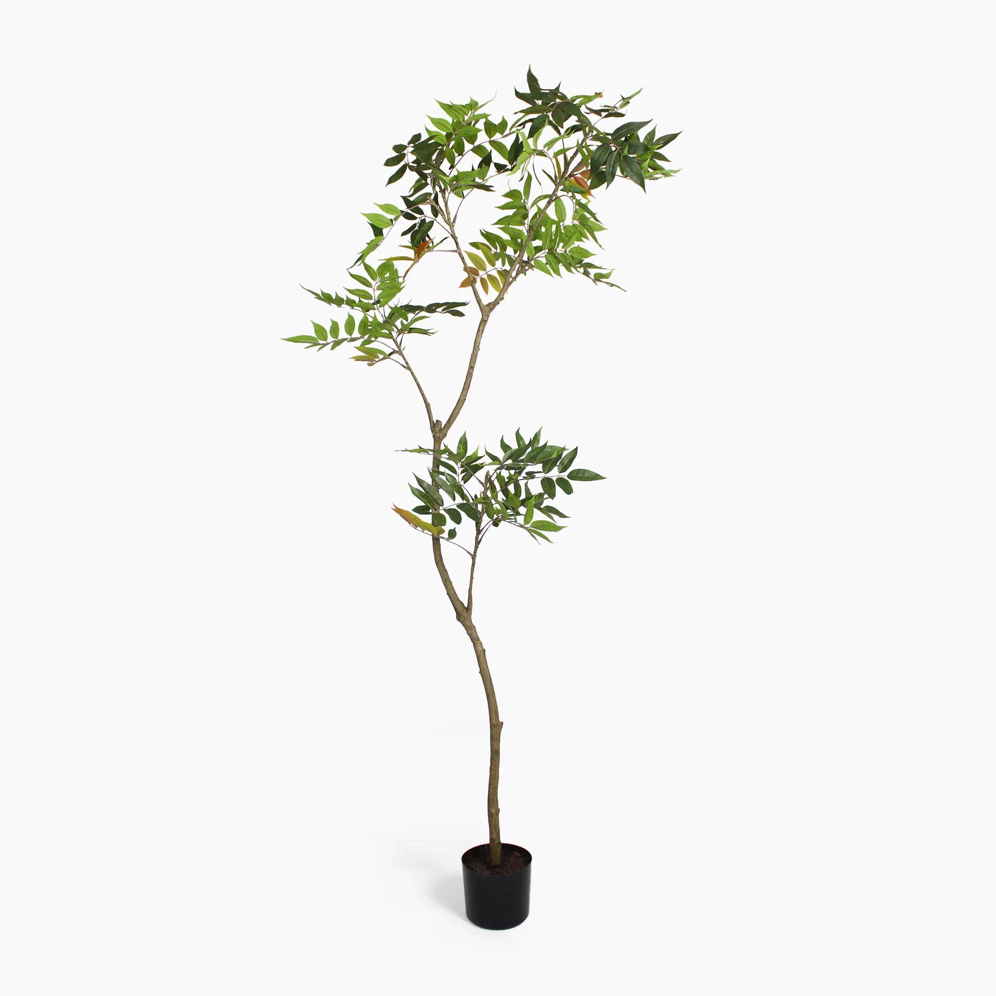 Oriental lacquer tree - Image 2