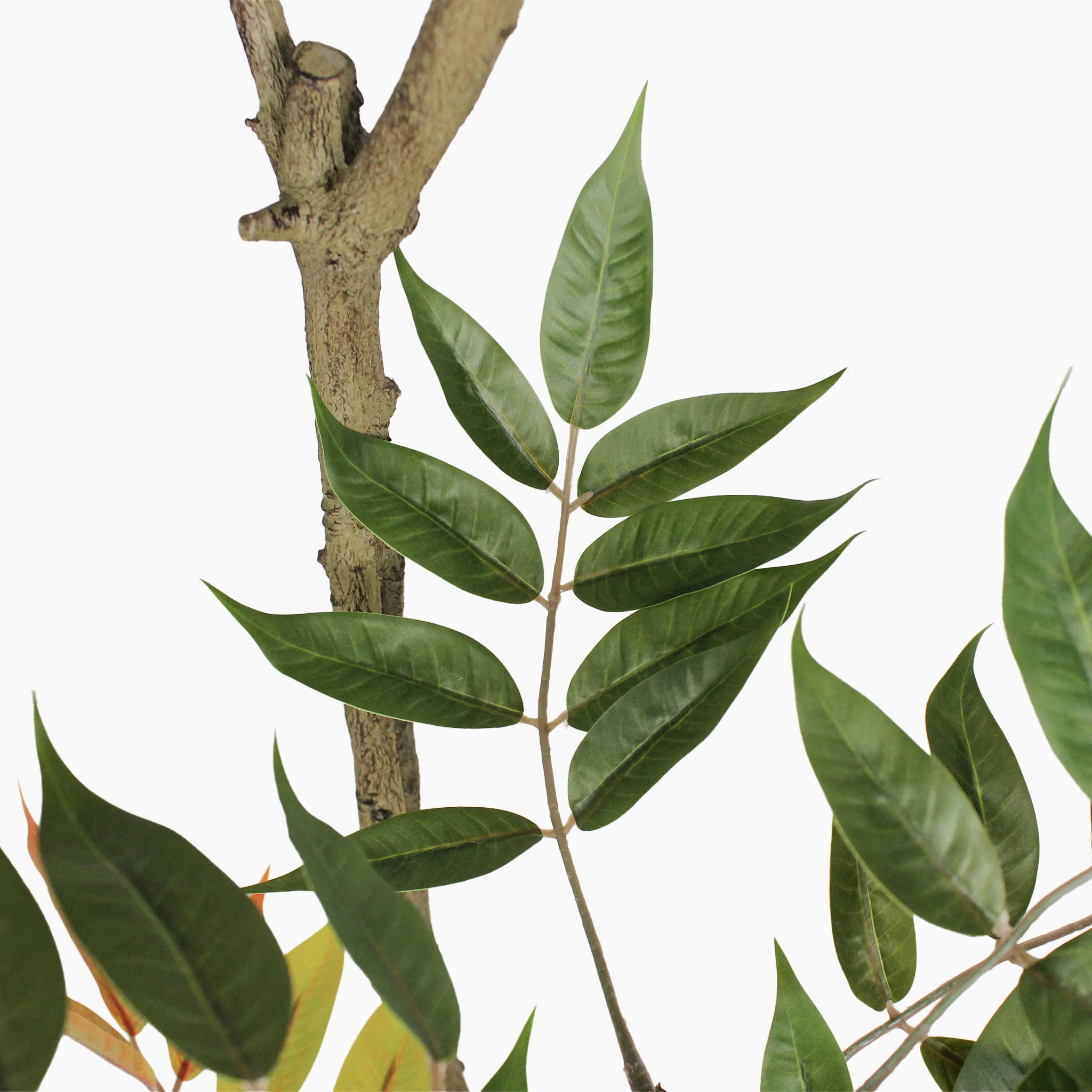Oriental lacquer tree - Image 3