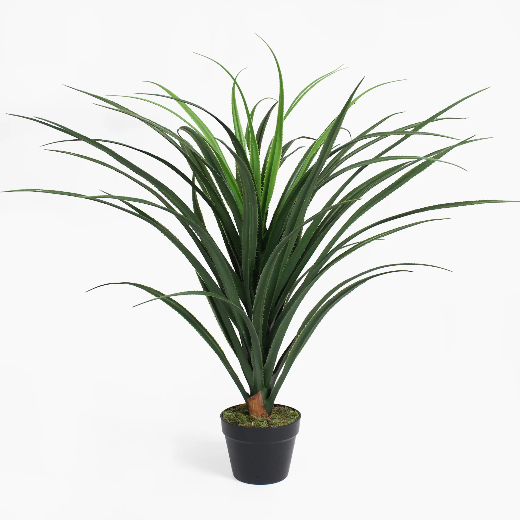 Pandanus - Image 3