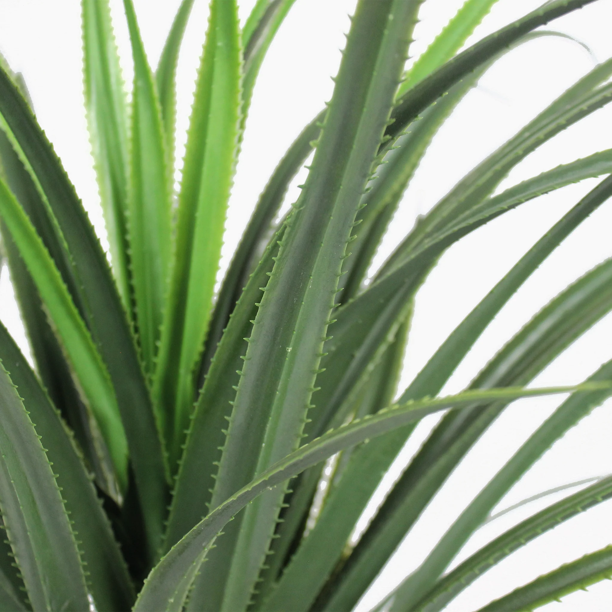 Pandanus - Image 4