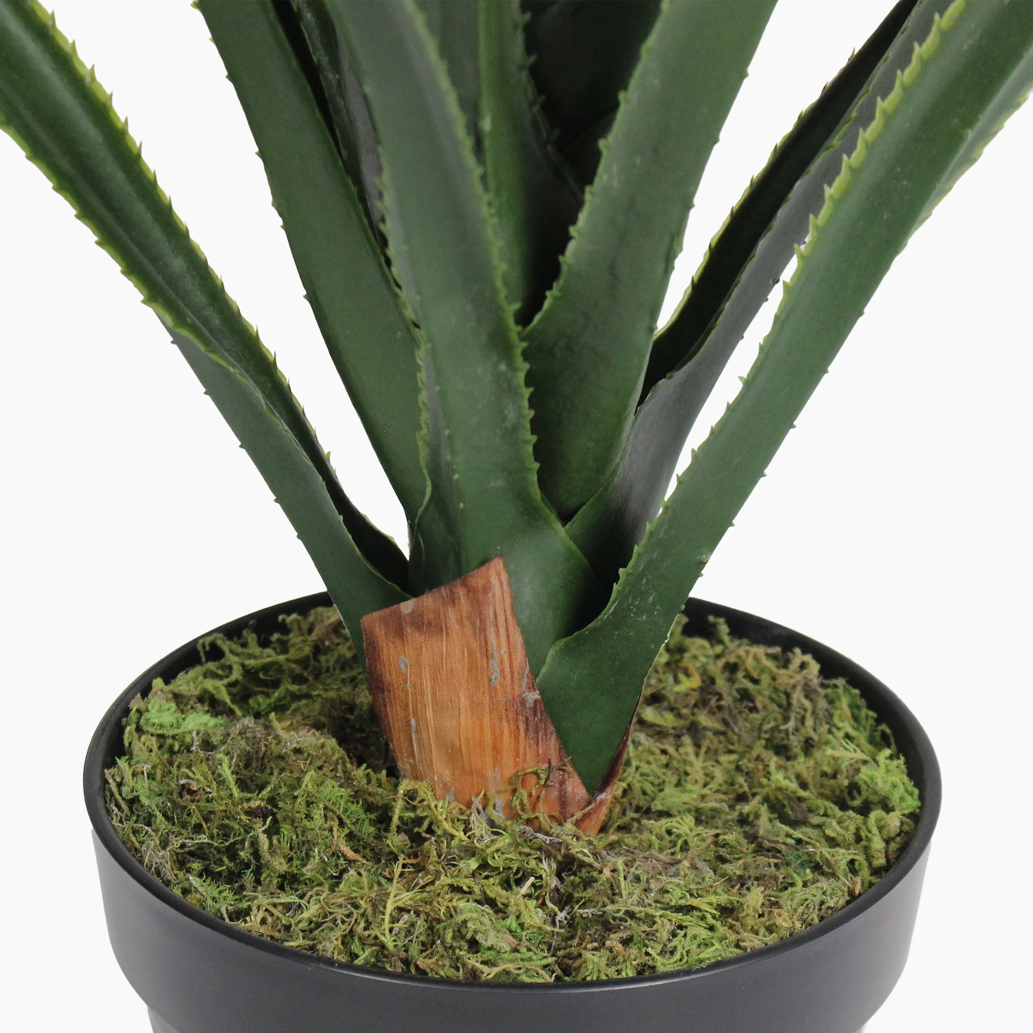 Pandanus - Image 5