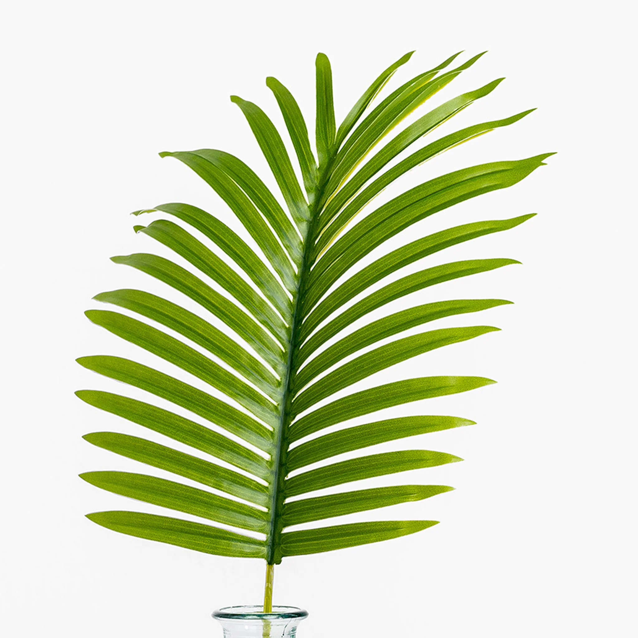 Paradise leaf - Image 2