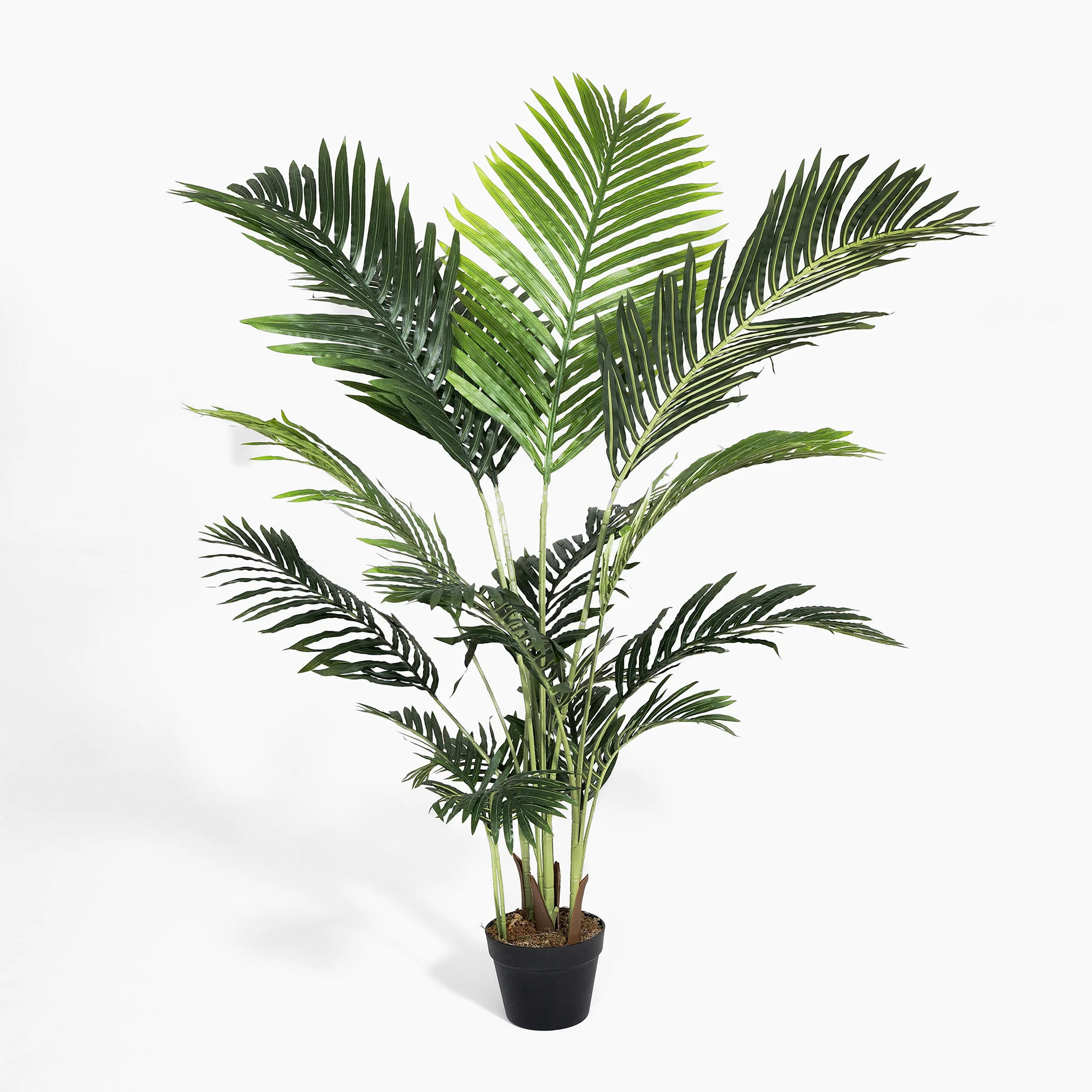 Paradise palm - Image 3