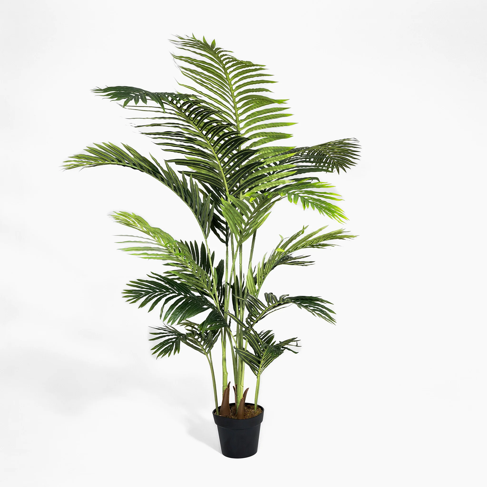 Paradise palm - Image 5