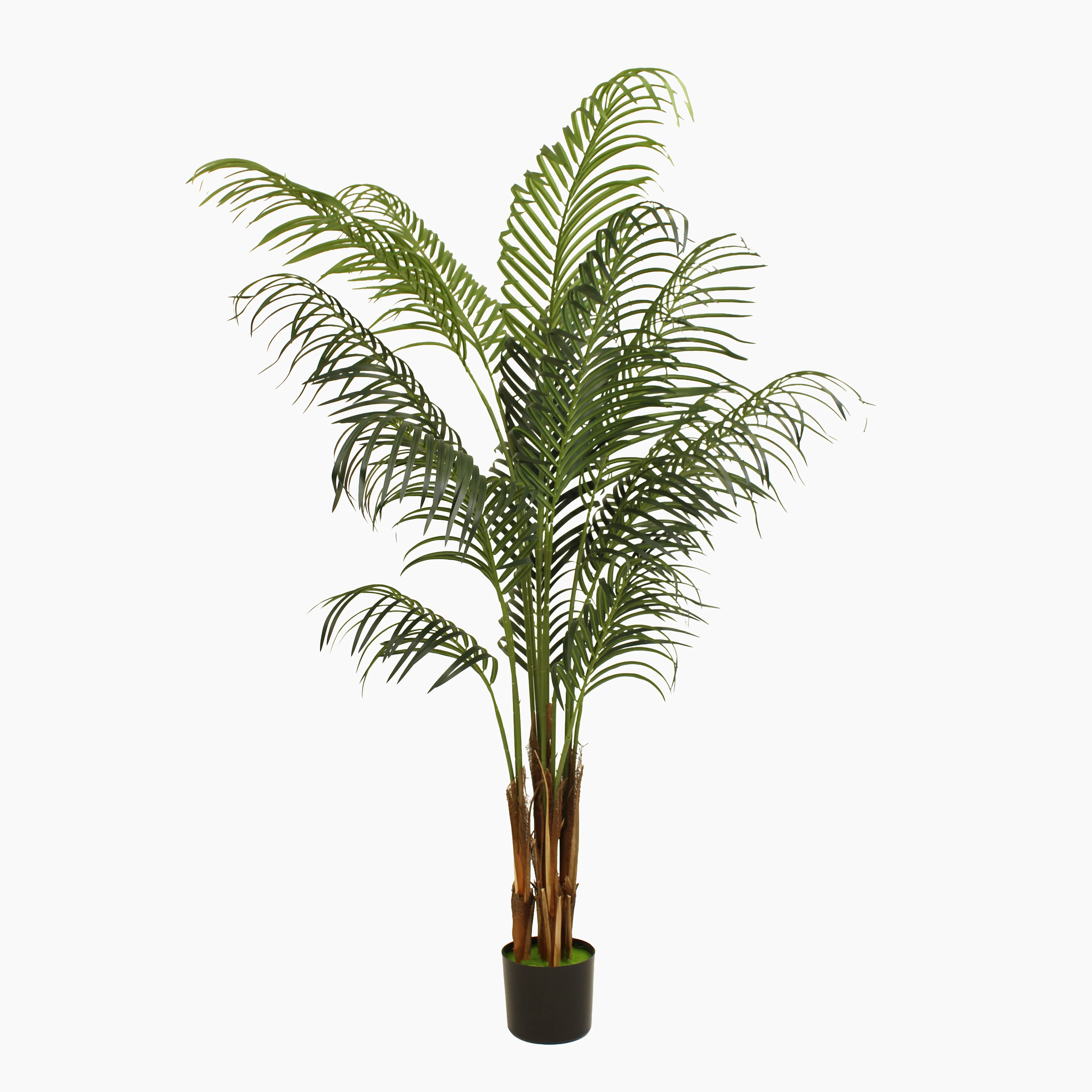 Tropical palm (faulty) - Image 3