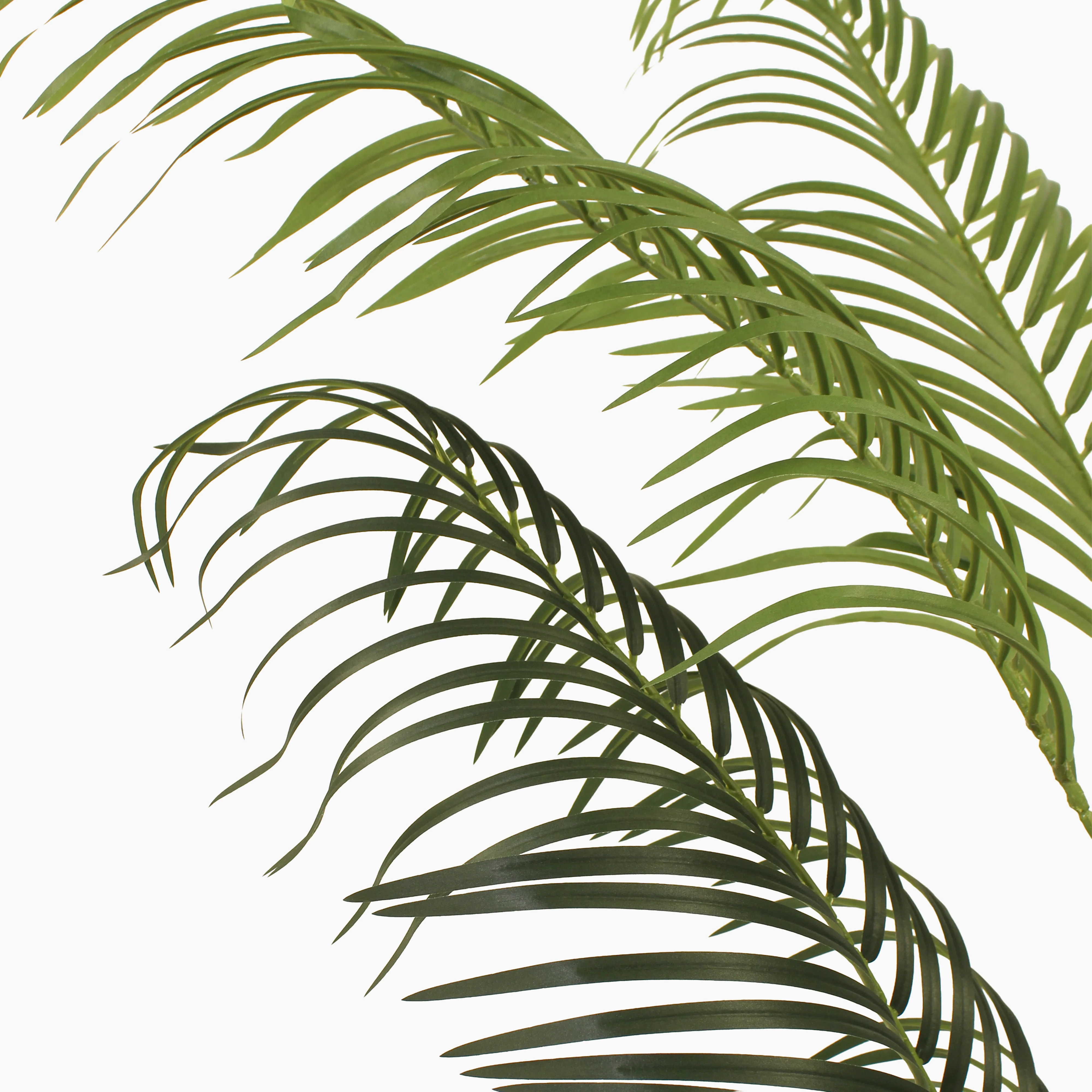 Tropical palm (faulty) - Image 7