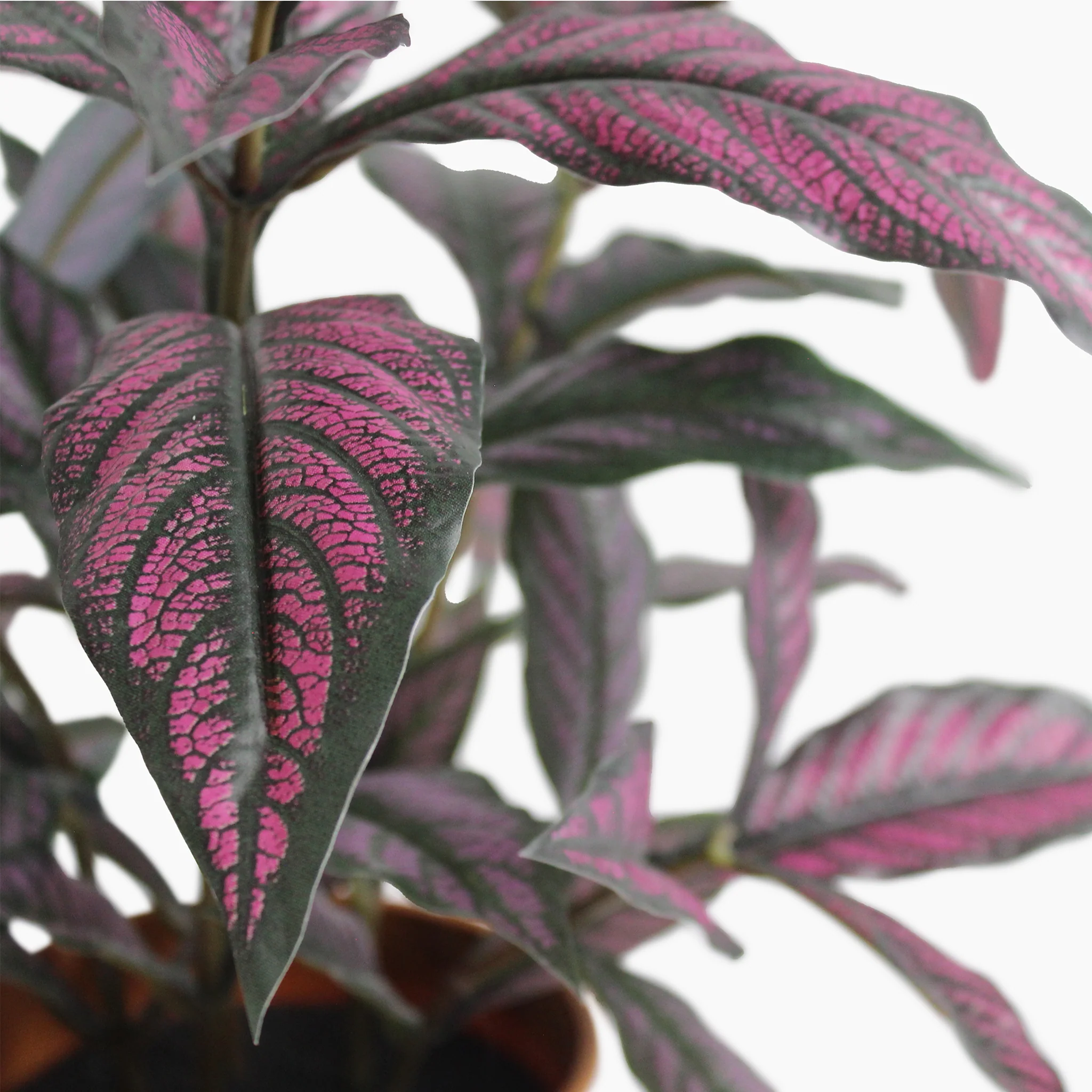 Persian shield - Image 4