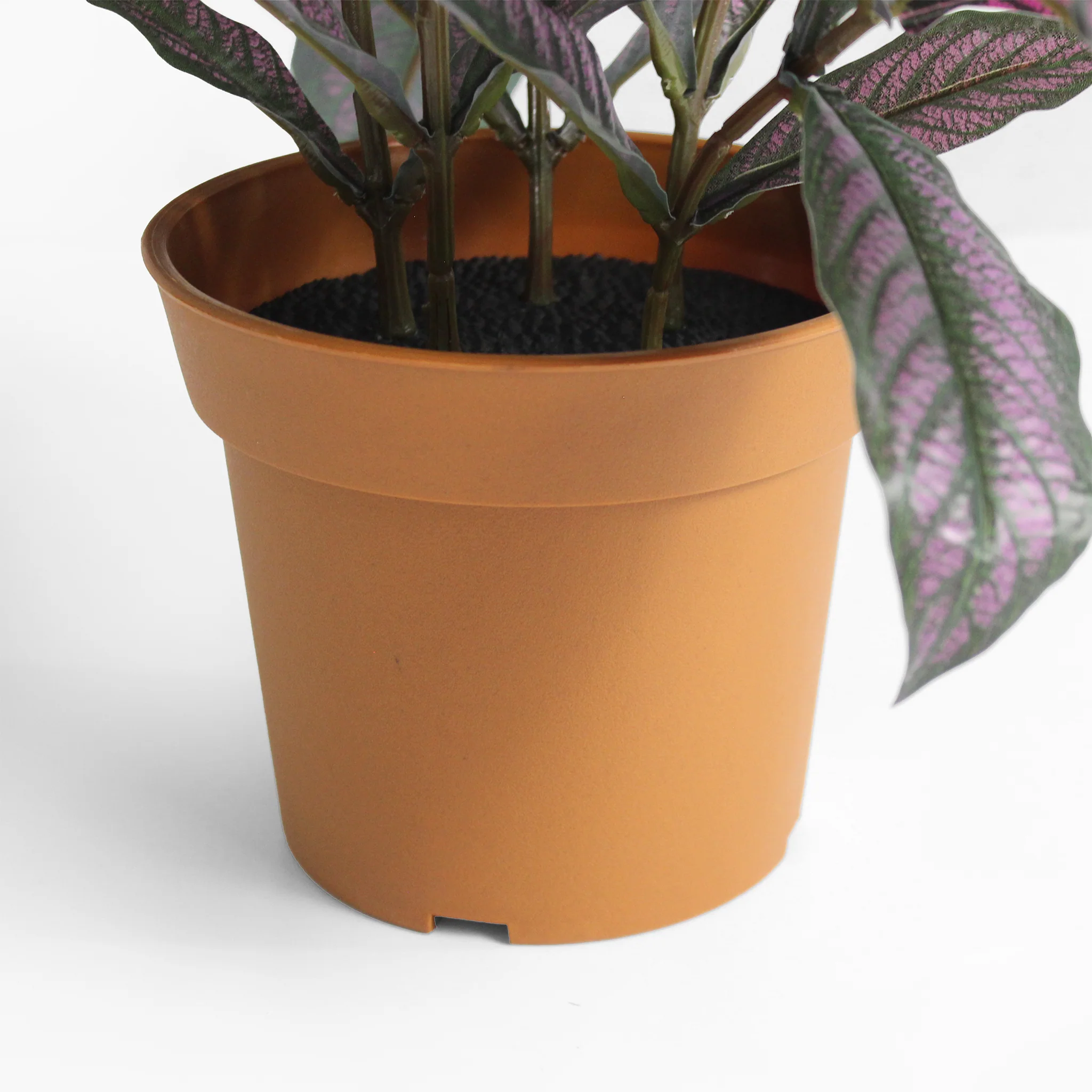 Persian shield - Image 5