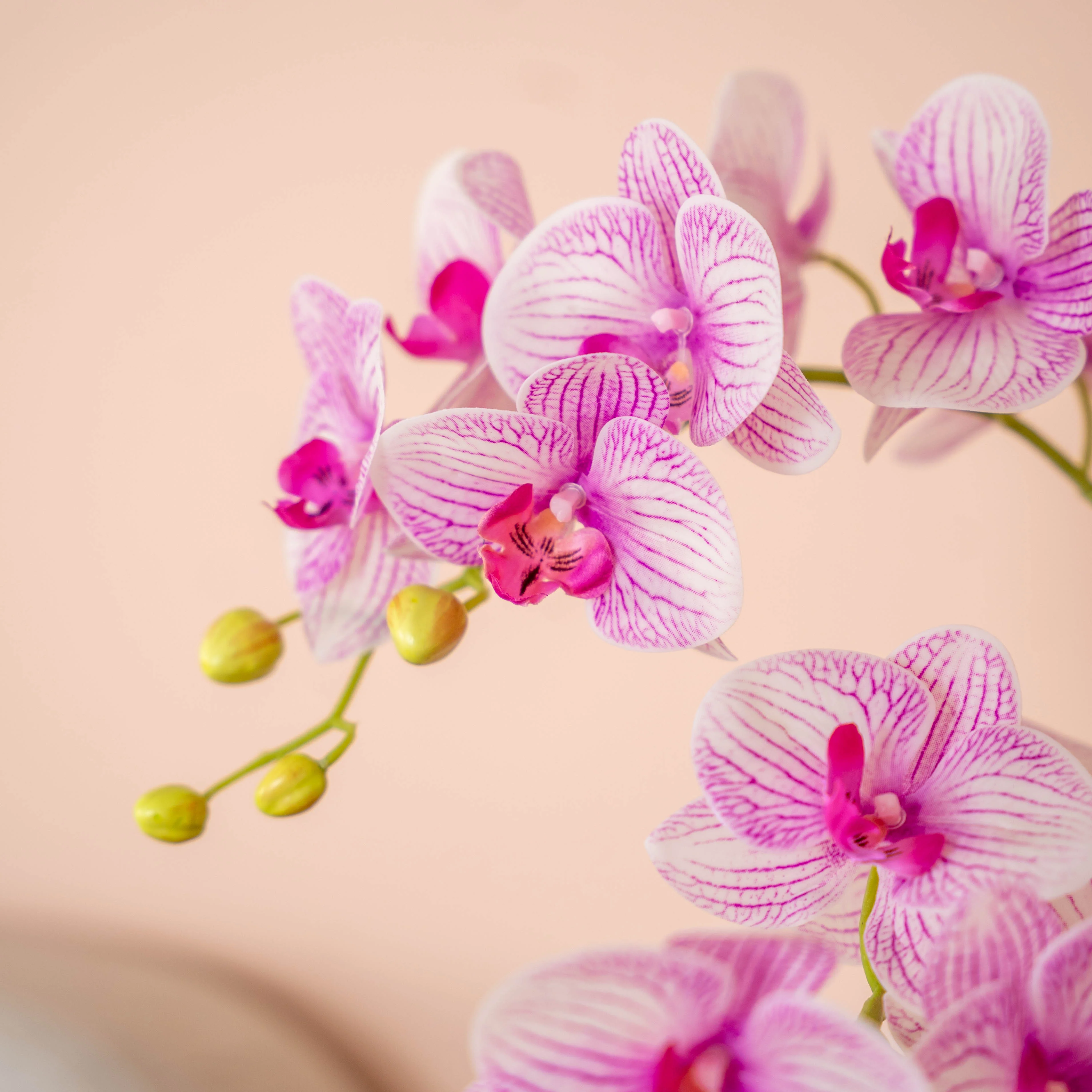 Phalaenopsis orchid - Image 3