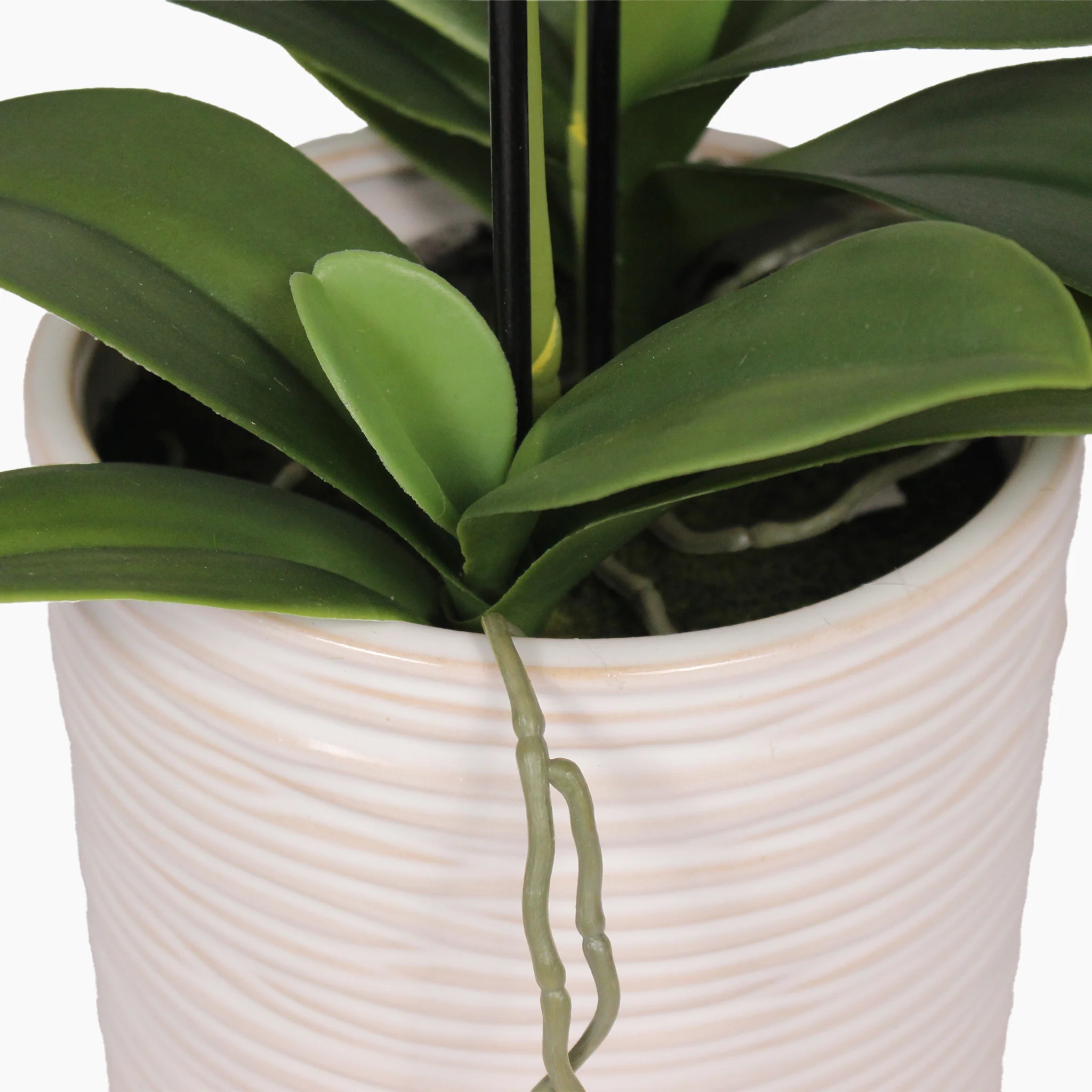 Phalaenopsis orchid - Image 5