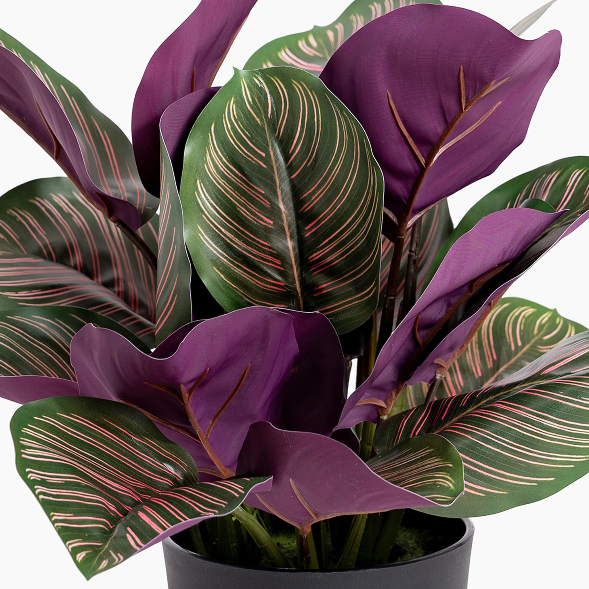Pinstripe calathea - Image 5