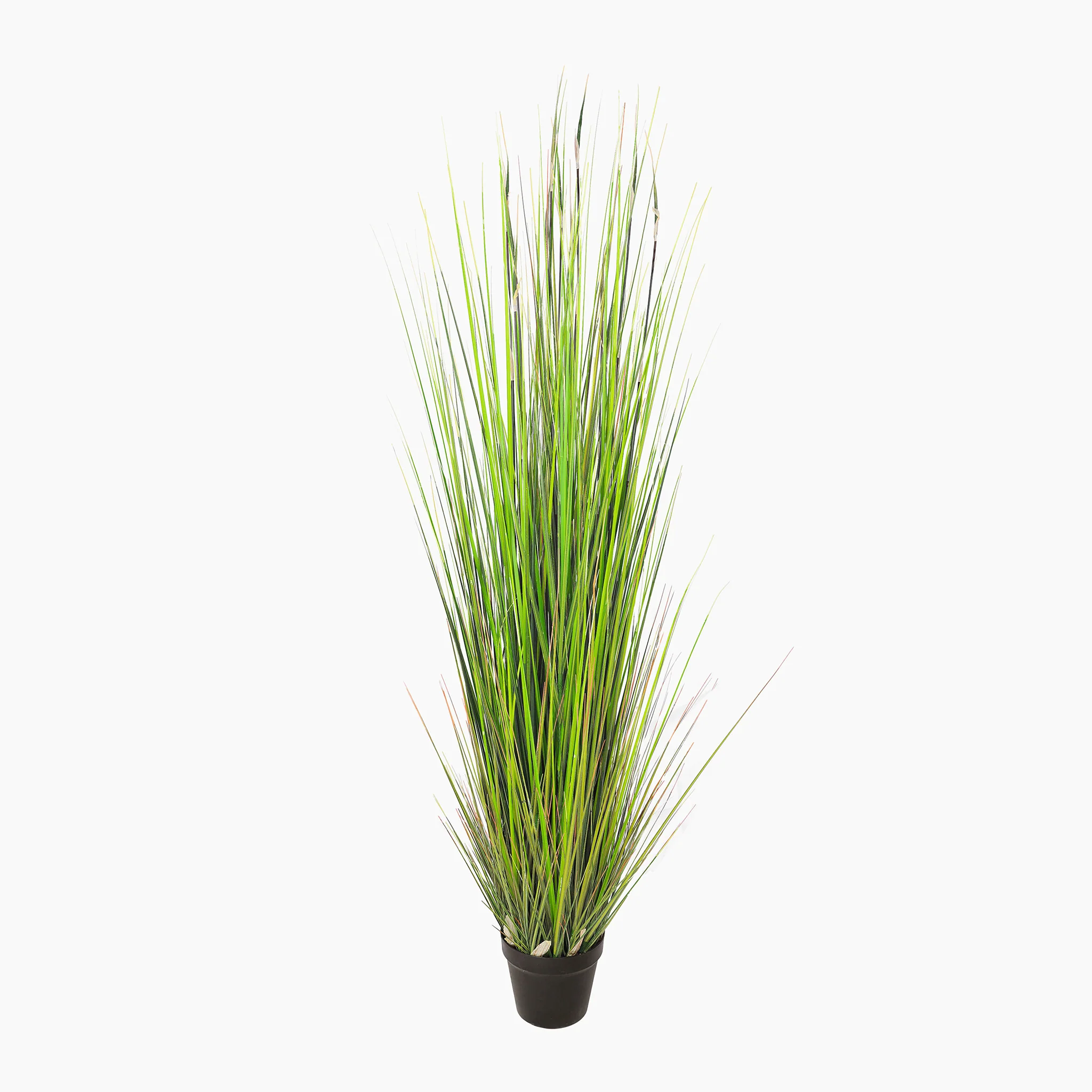 River grass - Image 3