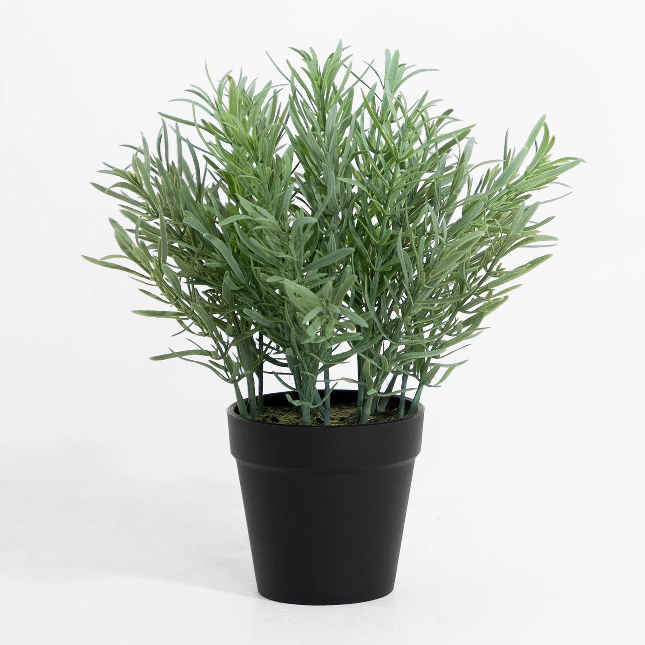 Rosemary - Image 3