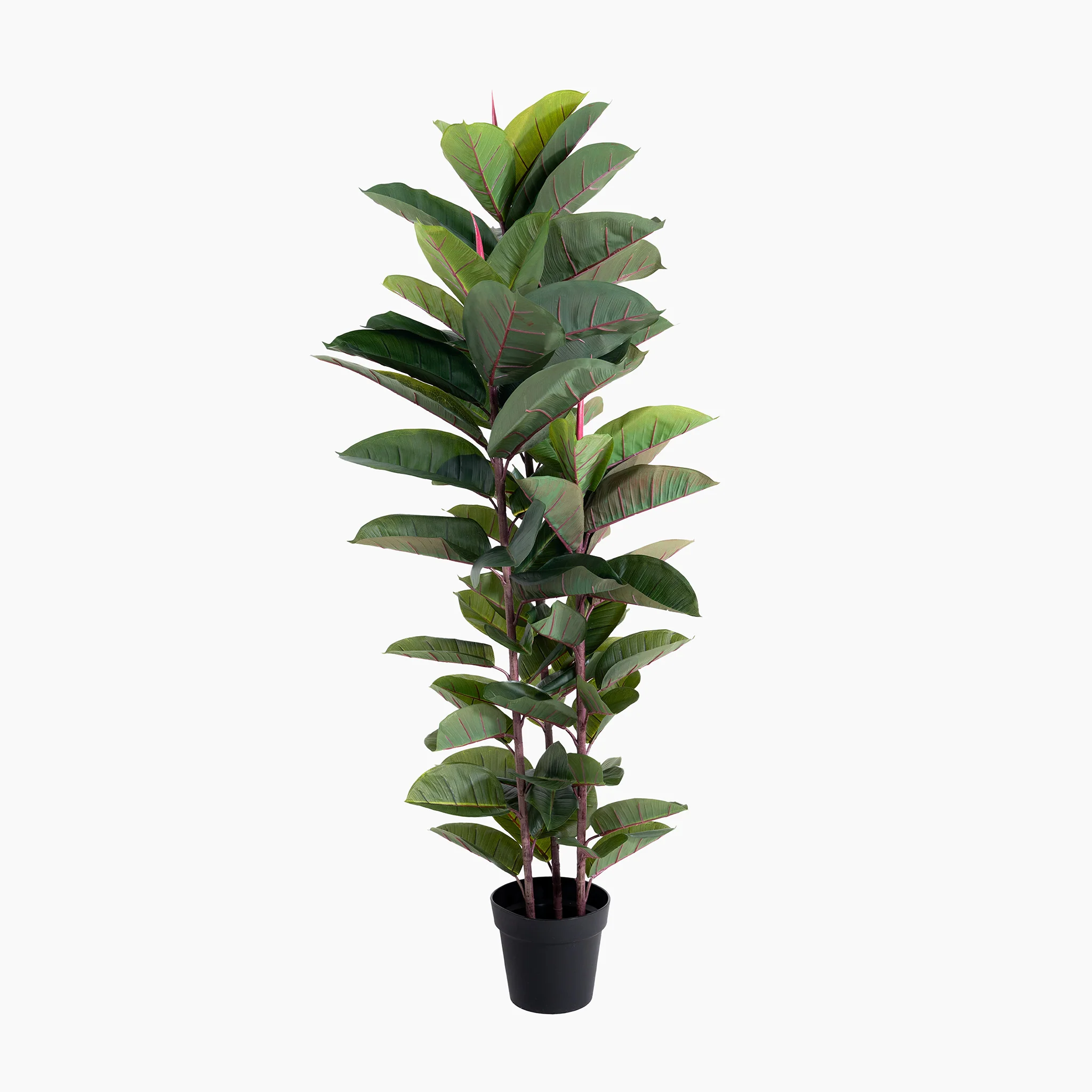 Rubber tree - Image 4