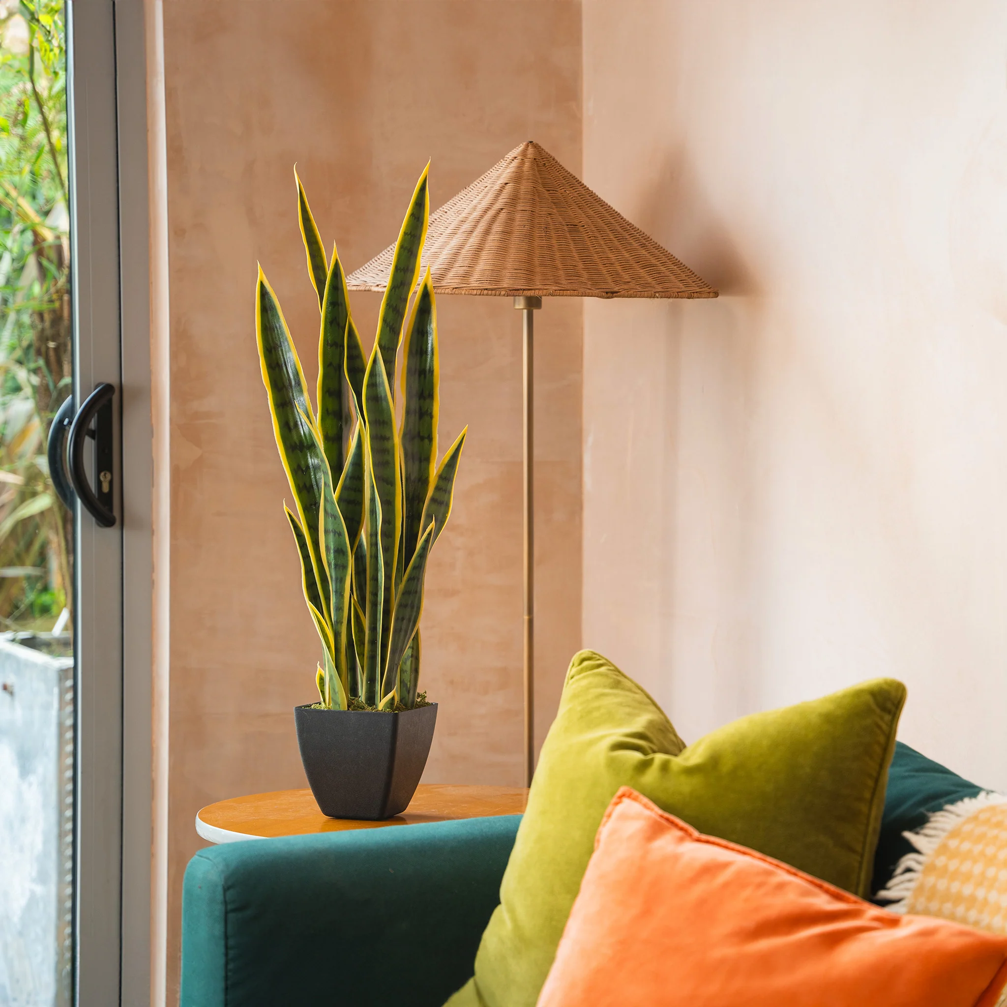 Sansevieria - Image 3