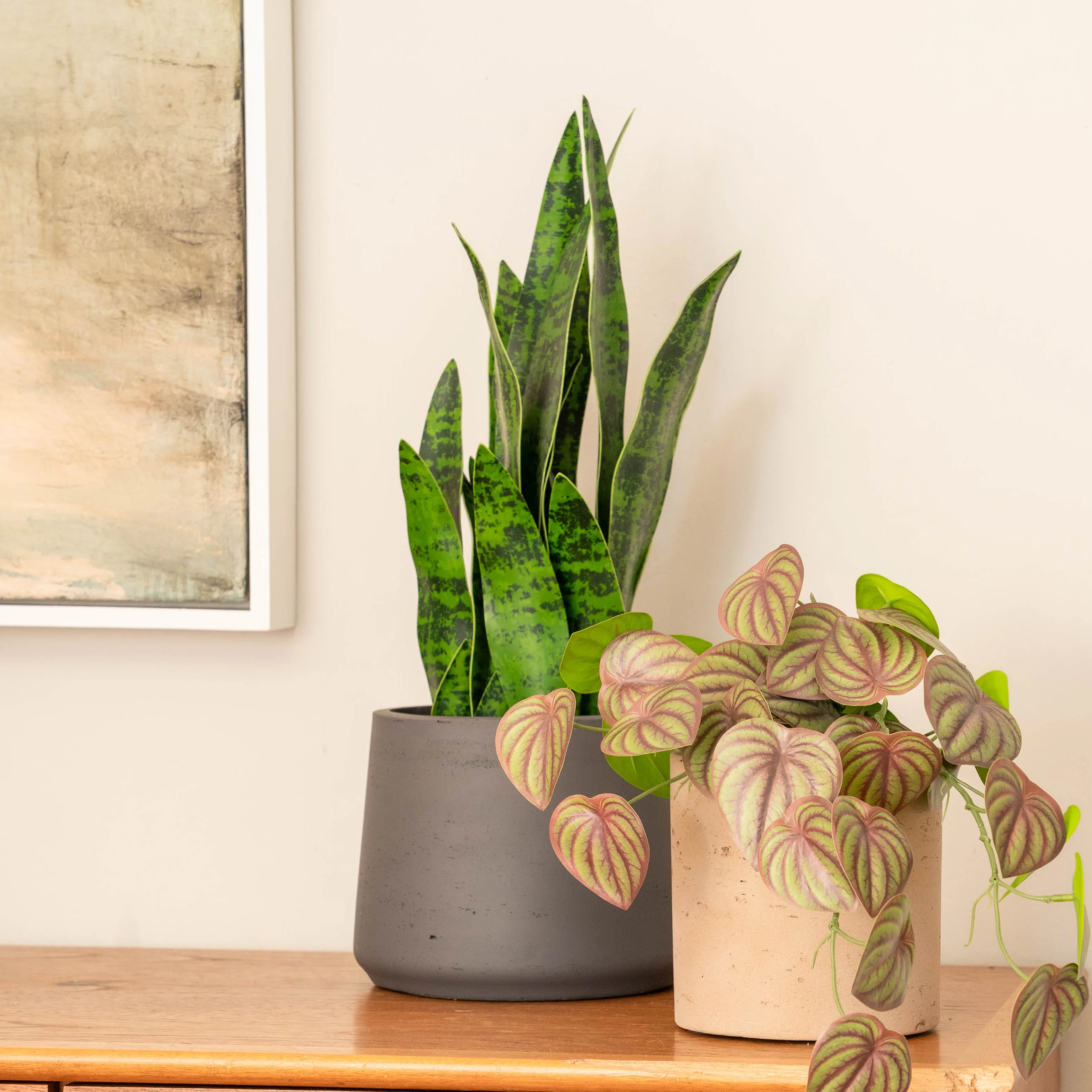 Sansevieria - Image 5