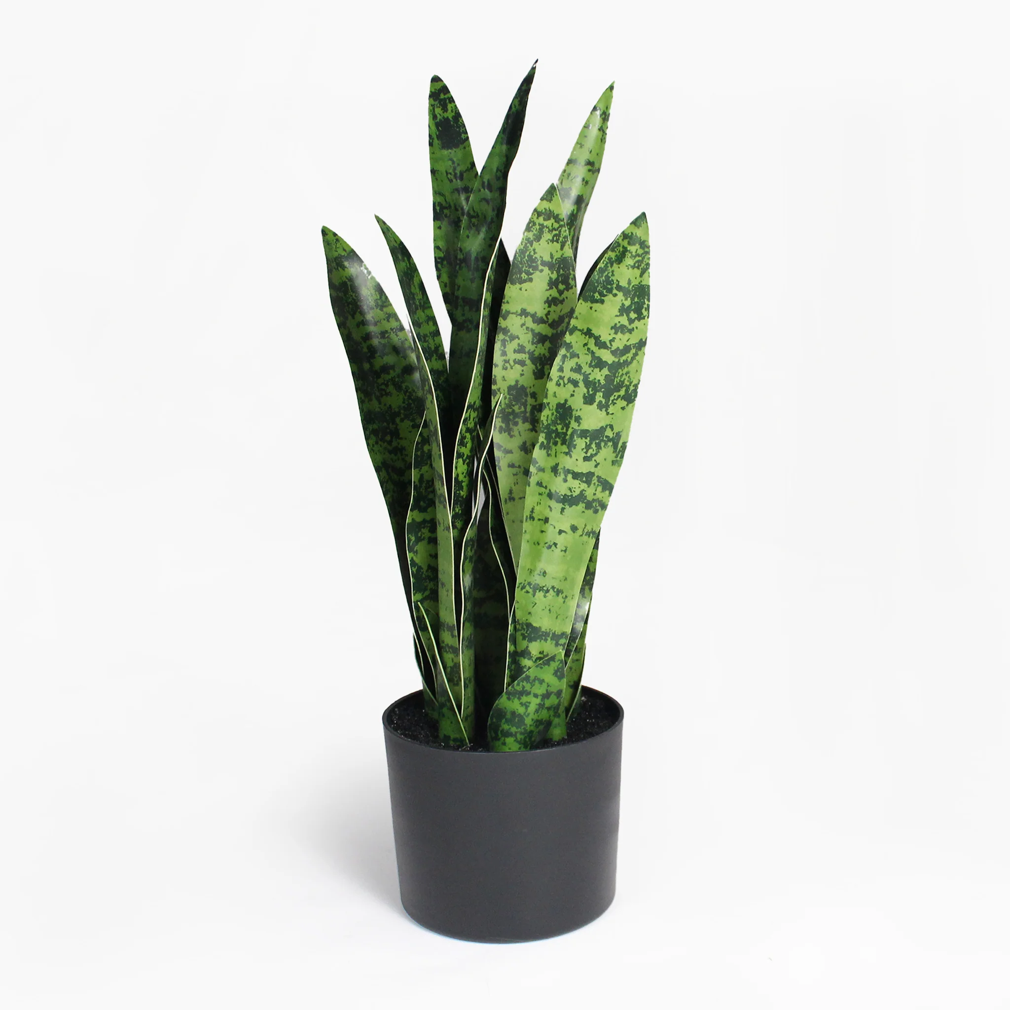 Sansevieria - Image 6