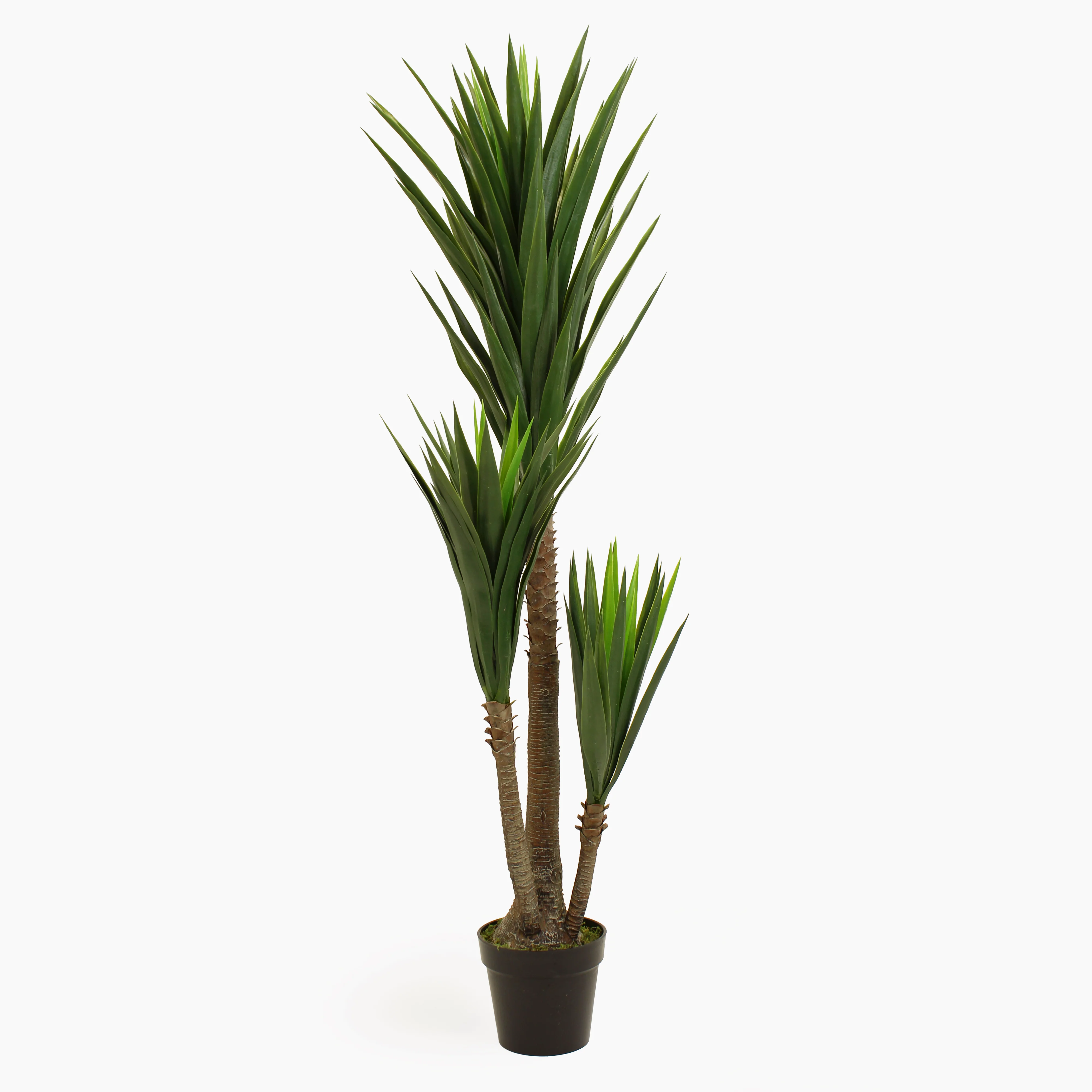 Spineless yucca - Image 6