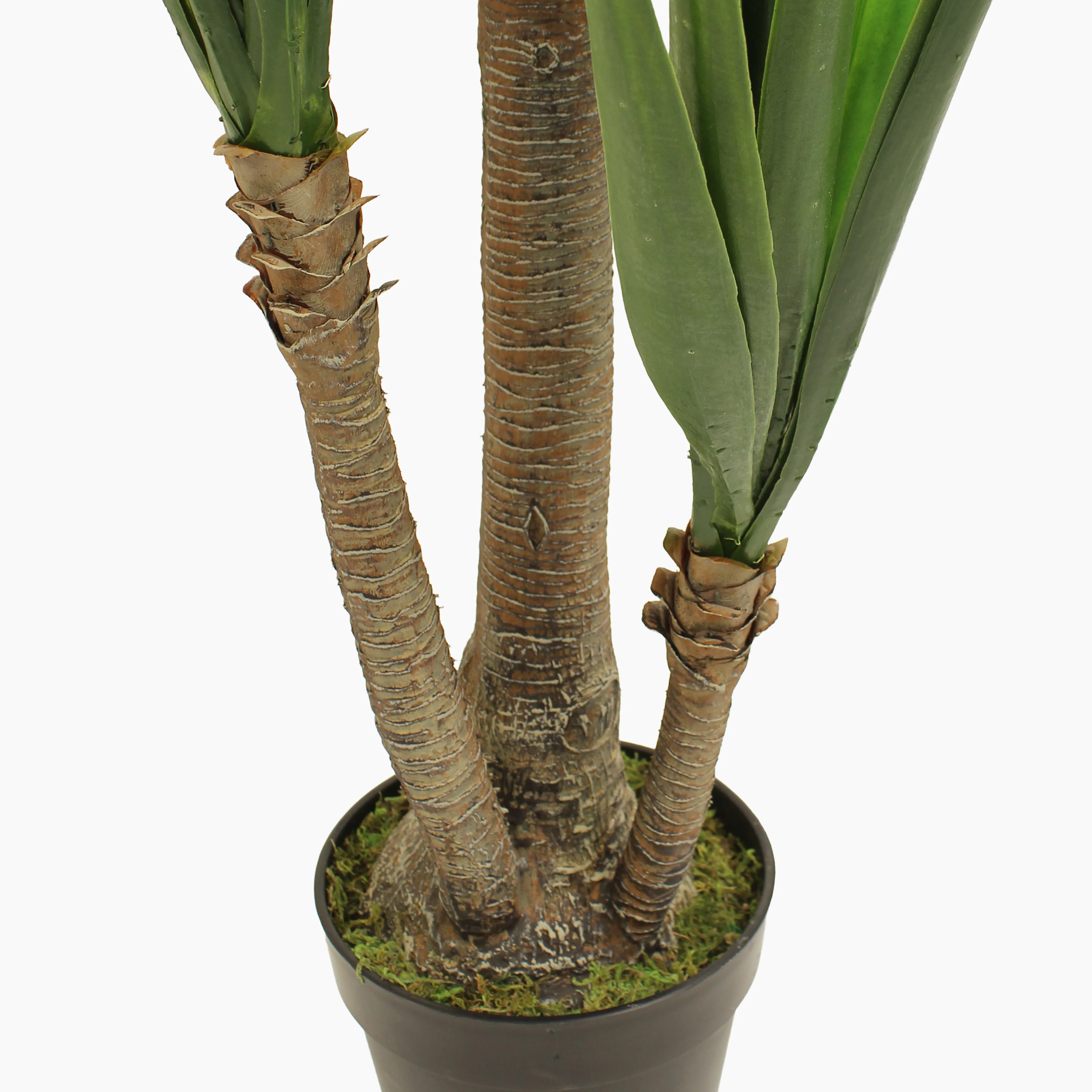 Spineless yucca - Image 8